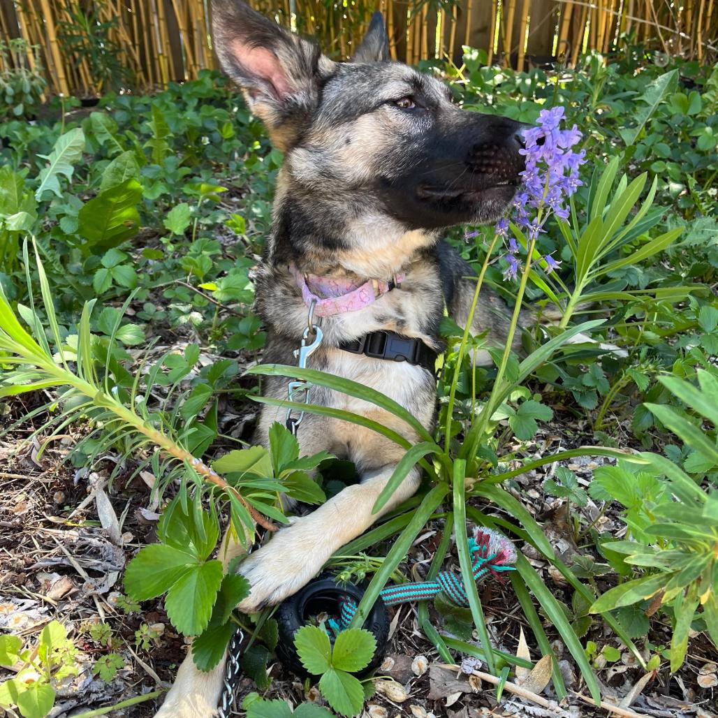 Enlarge Sage, a Adoptable Mixed Breed in Portland, OR image 5/5