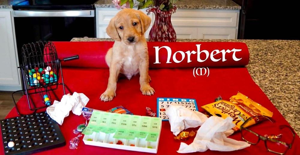 Norbert (Mildred's Litter), Adoptable, Puppy Male Labrador Retriever & Hound.