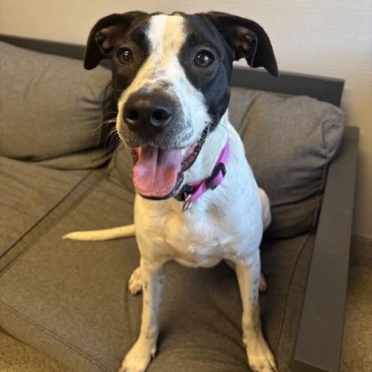 Dolly, Adoptable, Adult Female Mixed Breed.