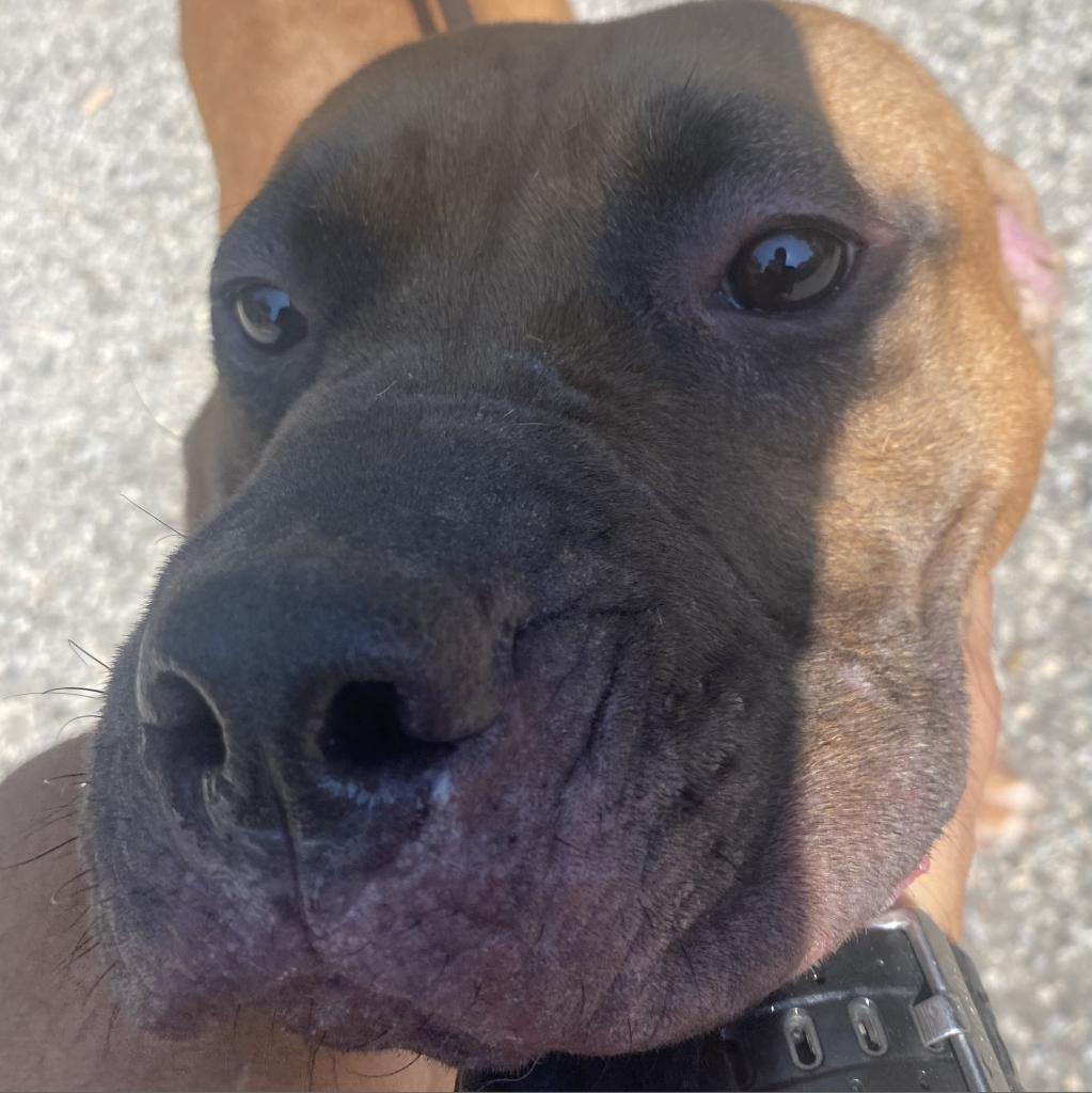 Hershey, Adoptable, Adult Male Mixed Breed.