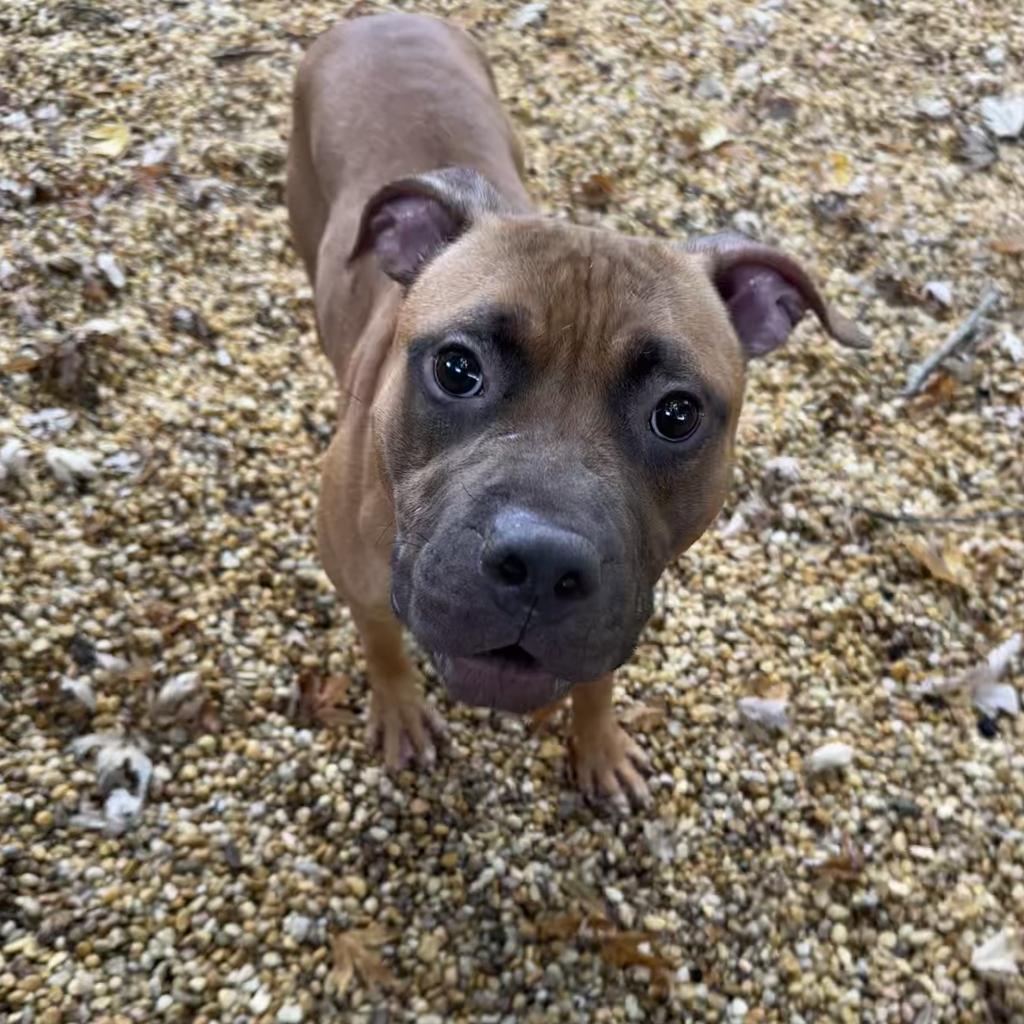 Enlarge Hershey, a Adoptable Mixed Breed in Lindenwold, NJ image 4/6