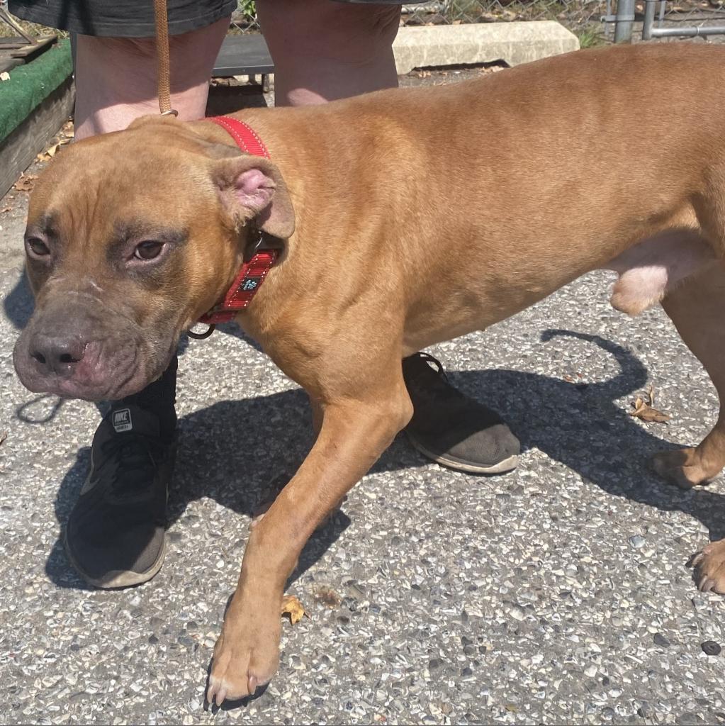 Hershey, a Adoptable Mixed Breed image 1/6