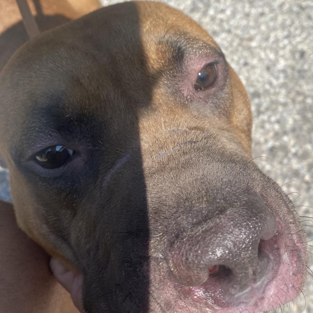 Hershey, a Adoptable Mixed Breed image 2/6