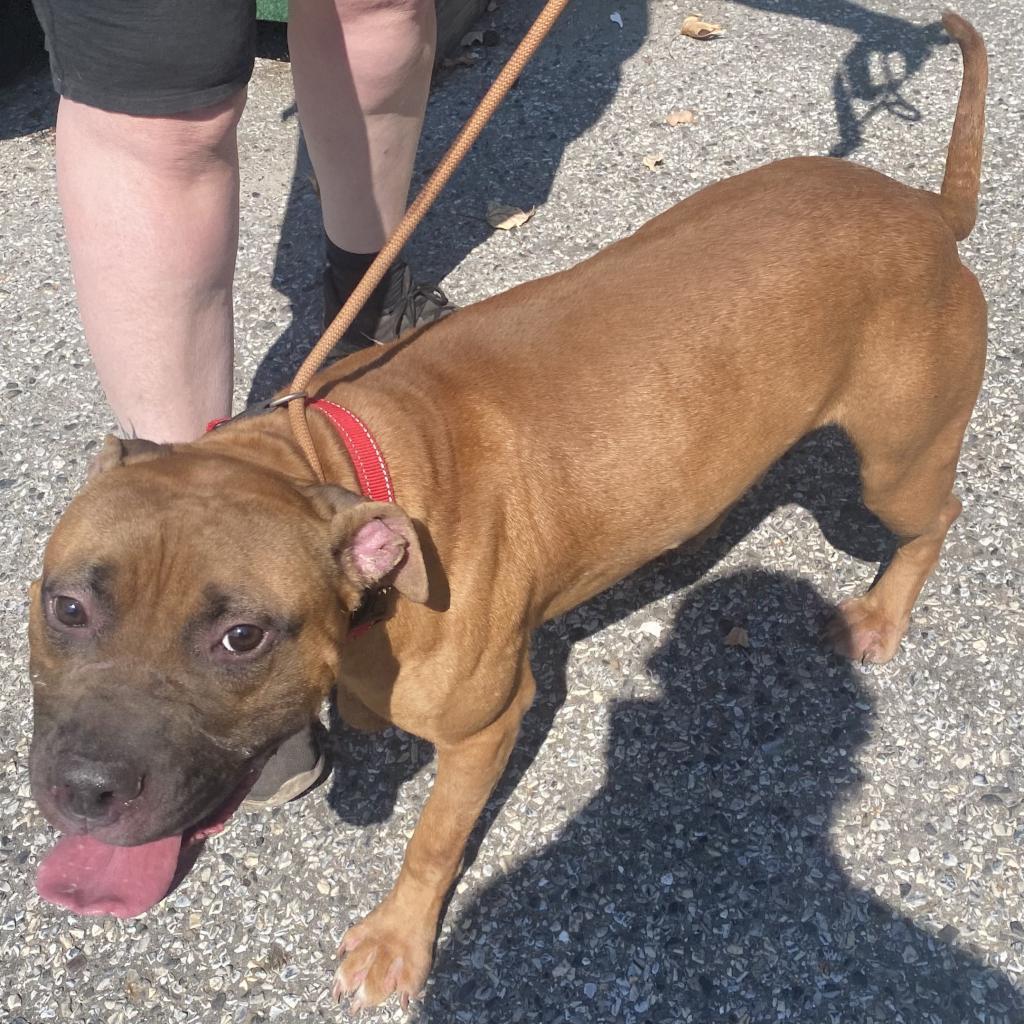 Hershey, a Adoptable Mixed Breed image 5/6