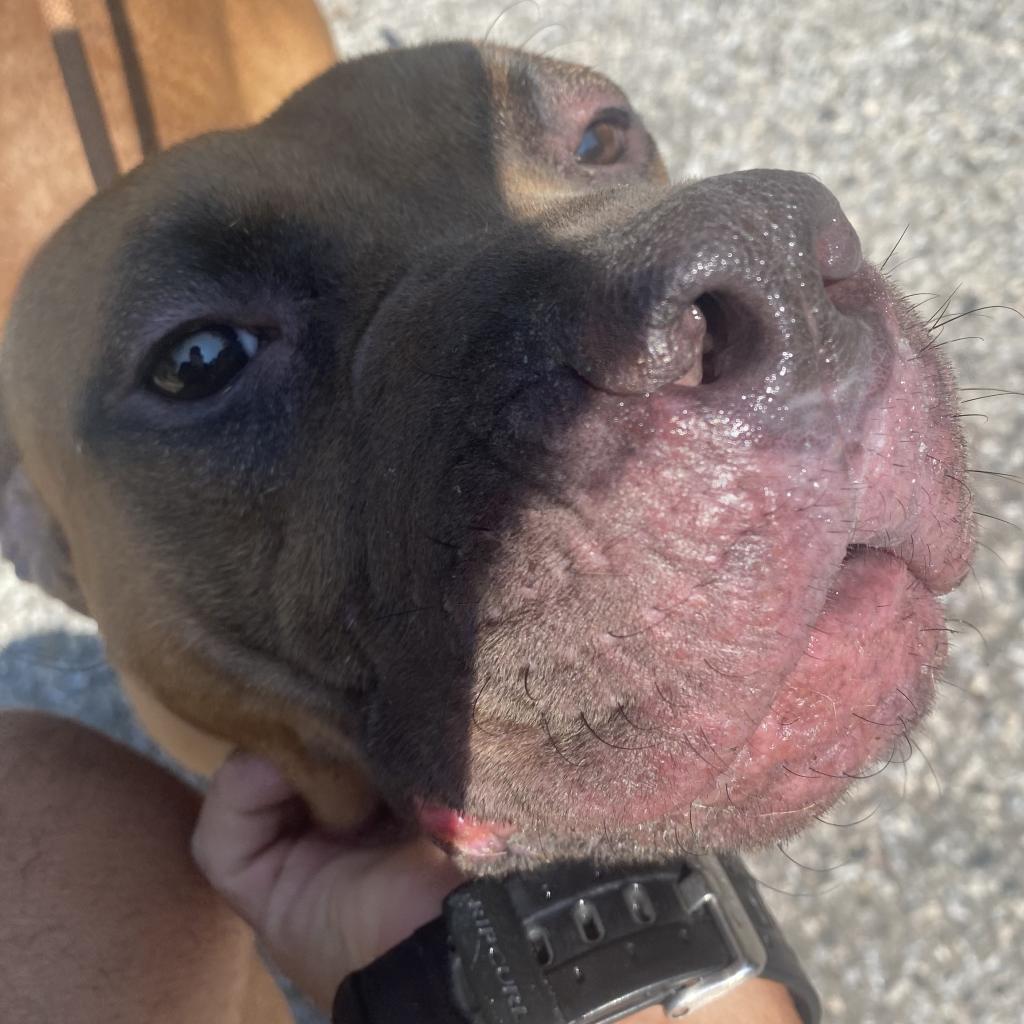 Hershey, a Adoptable Mixed Breed image 6/6