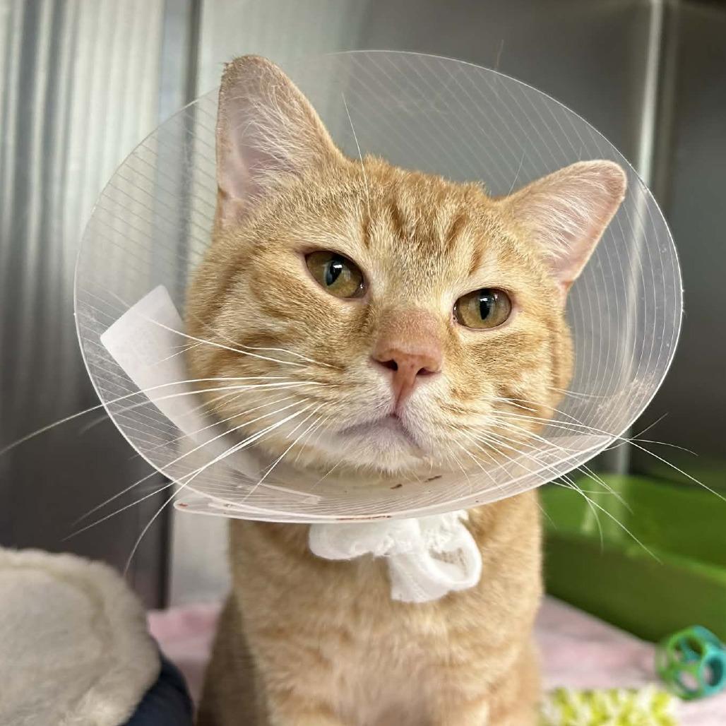 Marmalord, Adoptable, Adult Male Domestic Short Hair.