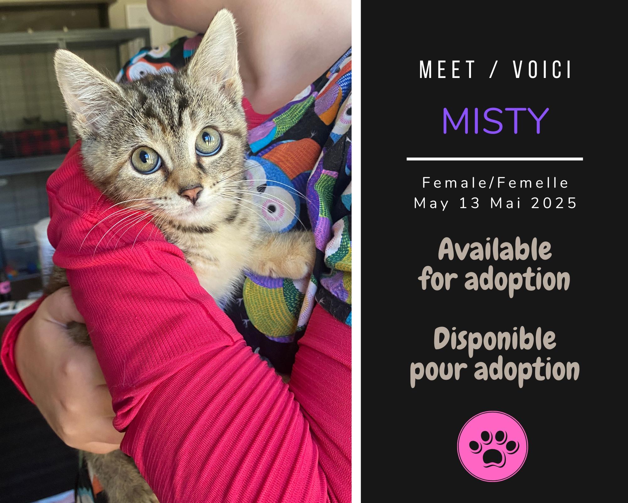 Enlarge Misty, a Adoptable Domestic Short Hair in Dsl De Drummond, NB image 1/1
