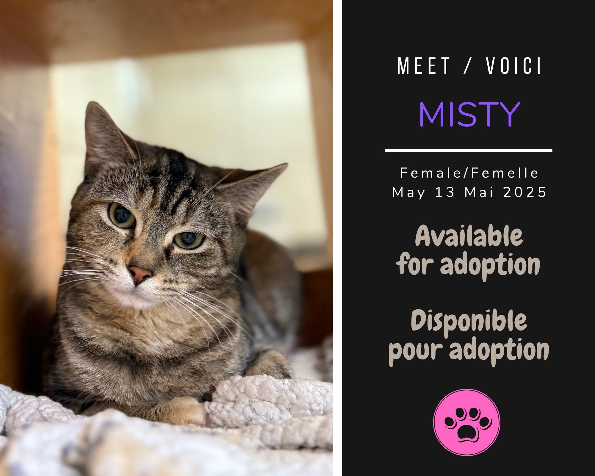 Misty, Adoptable, Young Female Domestic Short Hair.