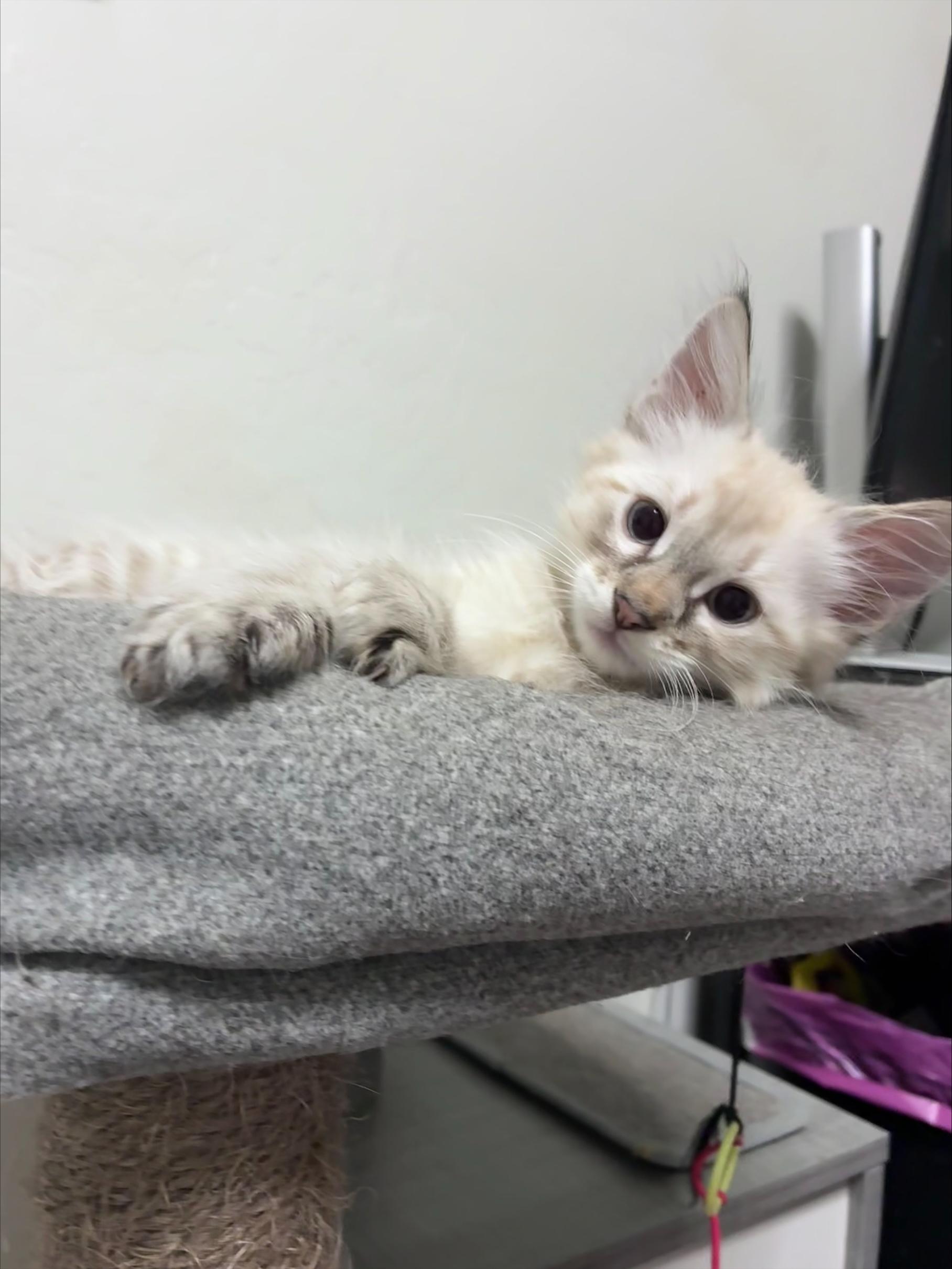 Ziti, a Adopted Siamese in Chandler, AZ image 6/6