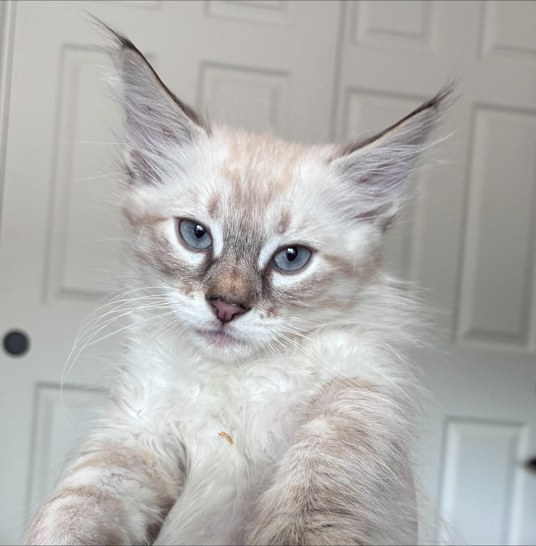 Ziti, a Adopted Siamese in Chandler, AZ image 2/6