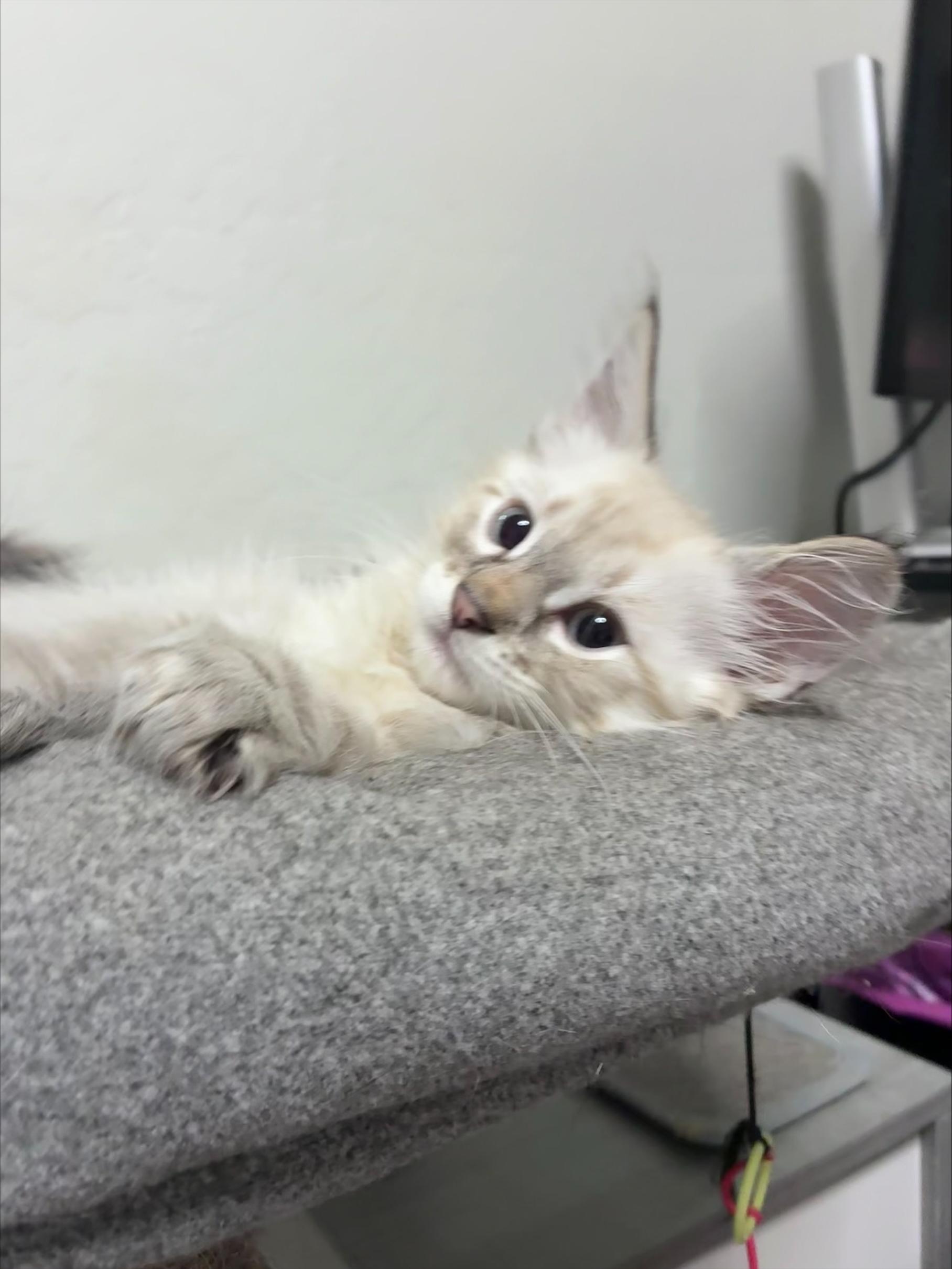 Ziti, a Adopted Siamese in Chandler, AZ image 4/6