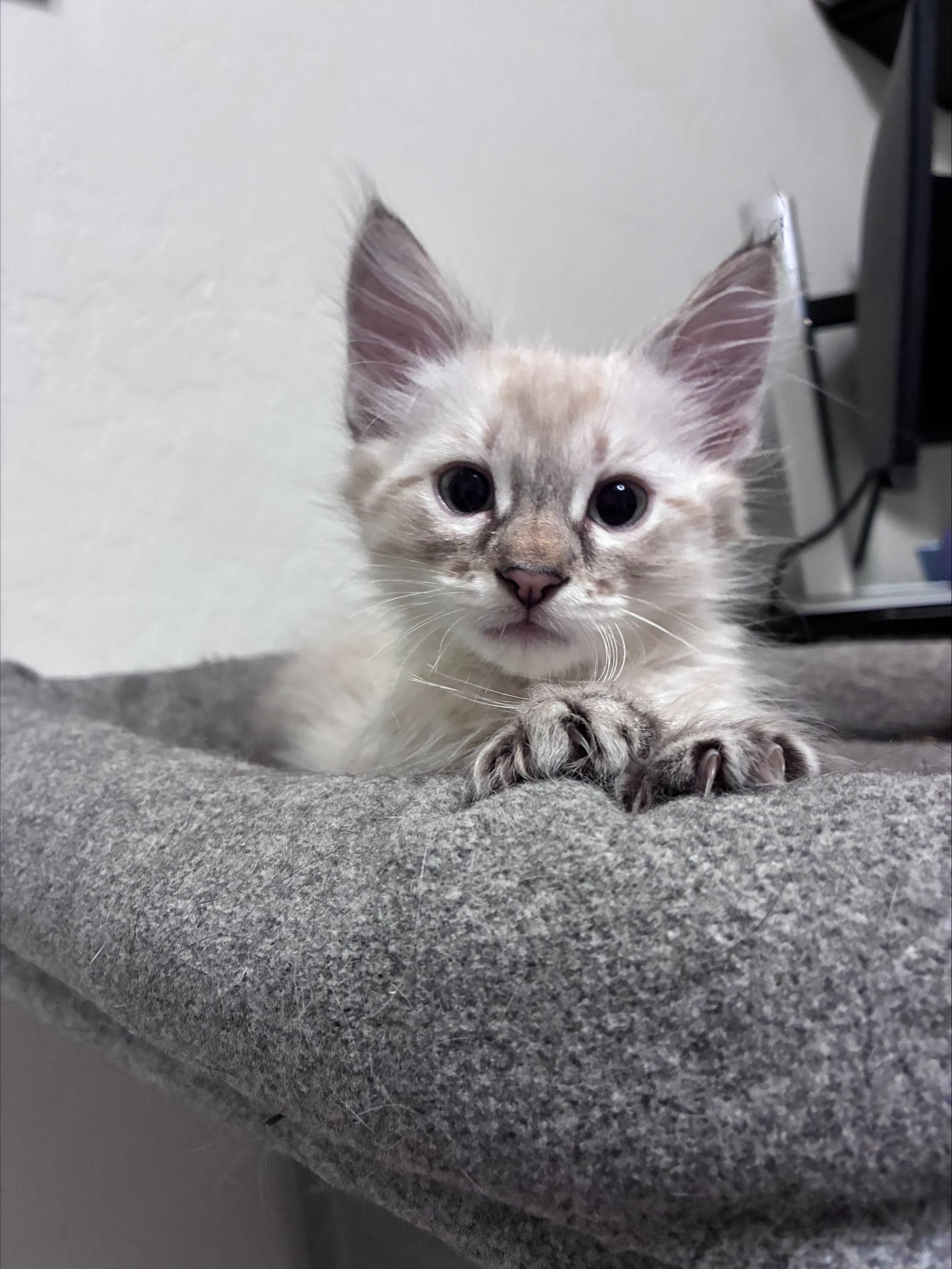Ziti, a Adopted Siamese in Chandler, AZ image 5/6