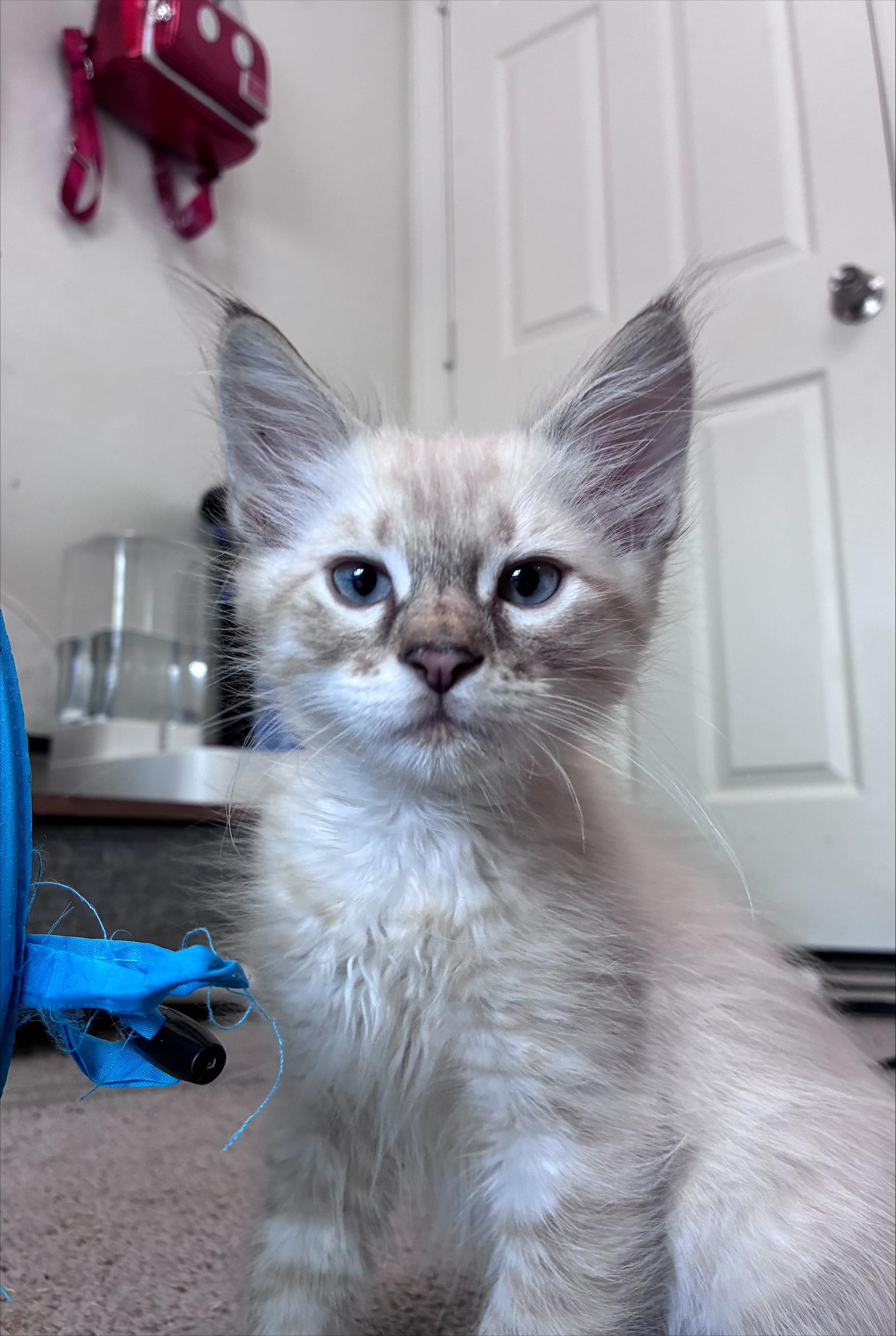 Ziti, Adopted, Kitten Male Siamese.