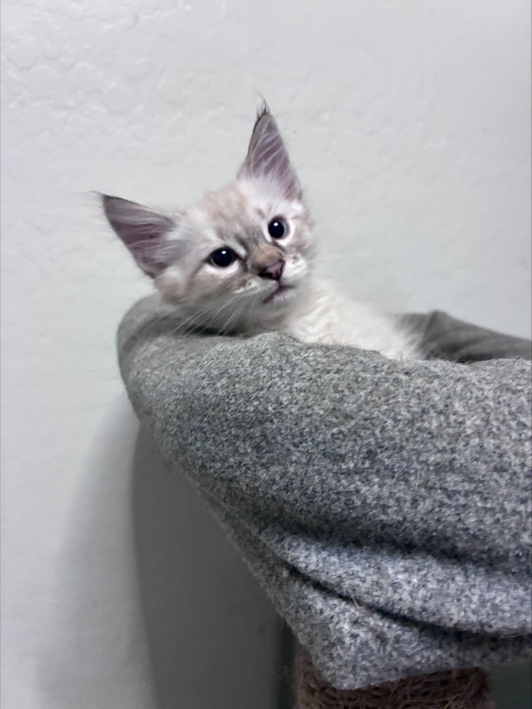 Ziti, a Adopted Siamese in Chandler, AZ image 3/6