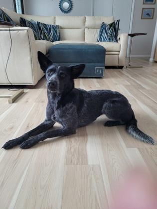 Josie, Adoptable, Adult Female Cattle Dog & Mixed Breed.