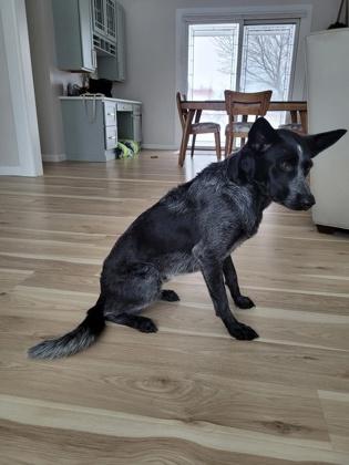 Josie, a Adoptable mixed breed in Gwinn, MI image 2/2