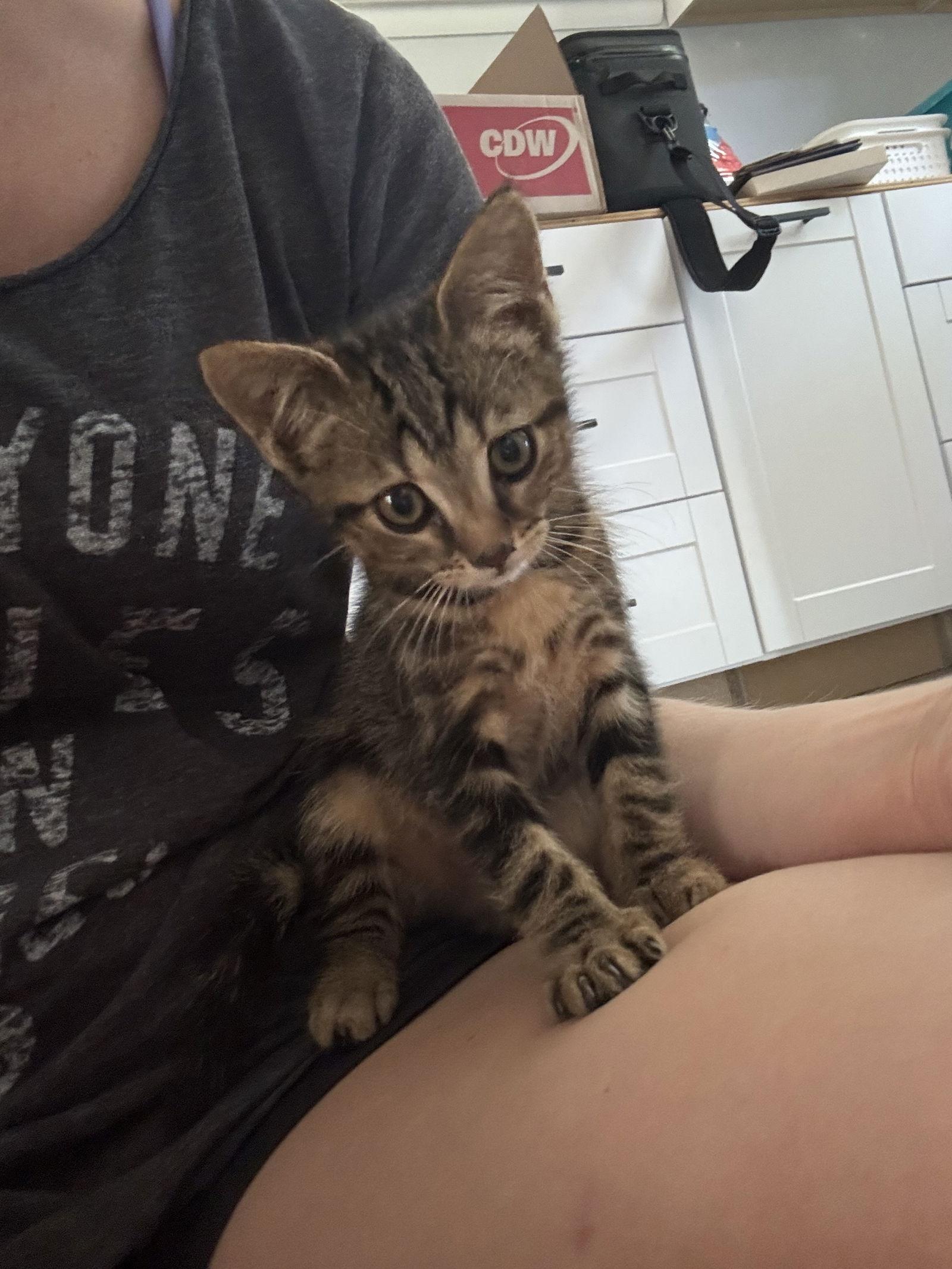 McMuffin, Adopted, Kitten Female Tortoiseshell.