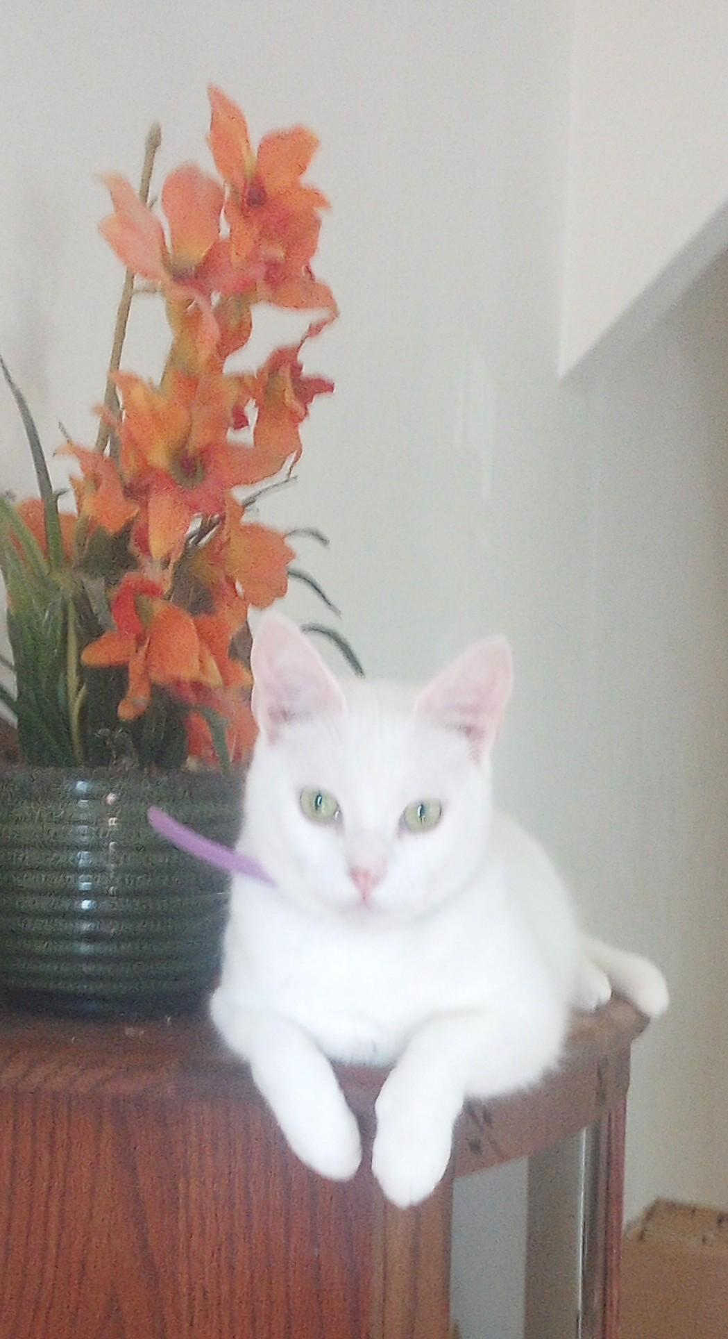 Laci, Adoptable, Adult Female Domestic Short Hair.