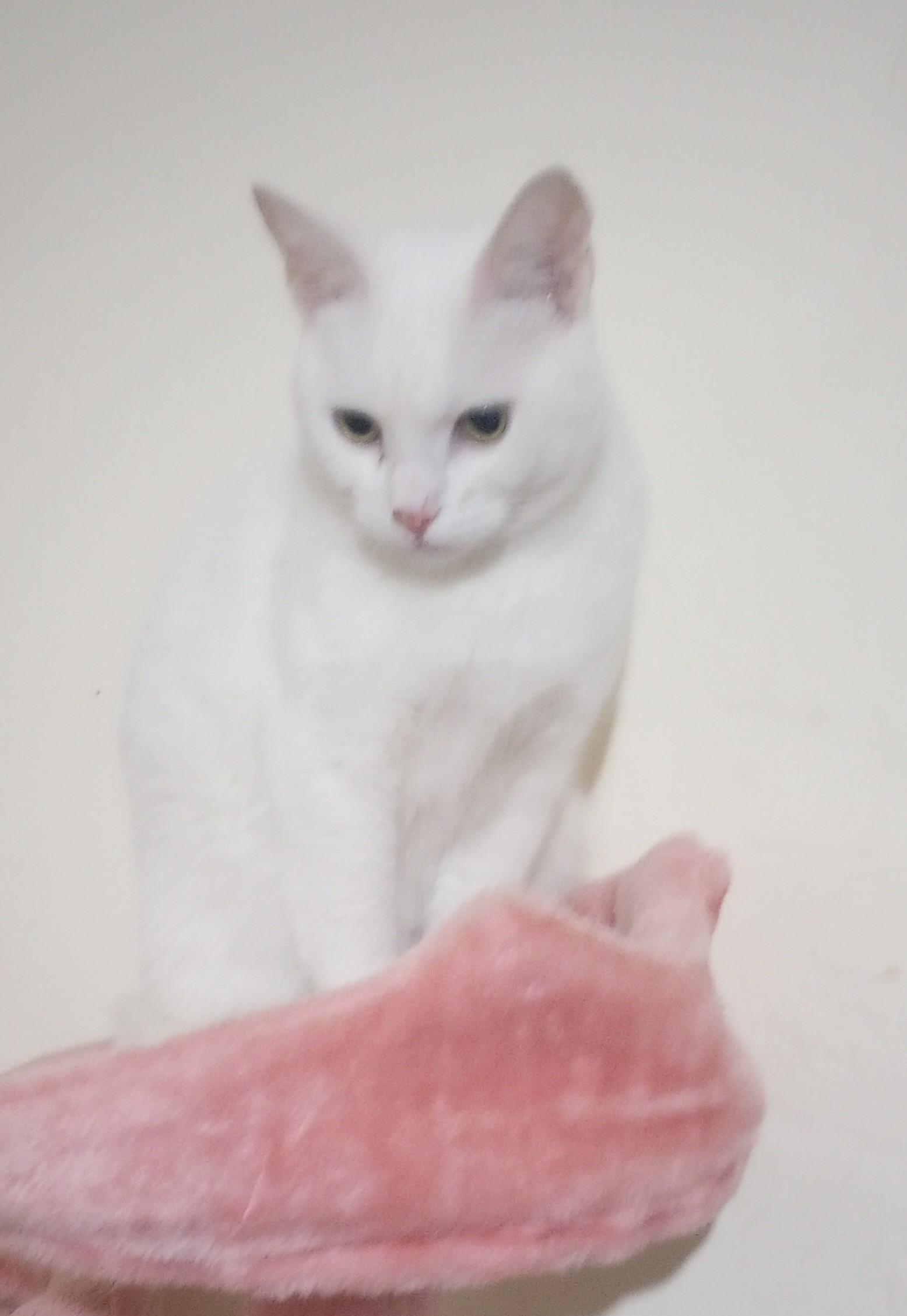 Laci, a Adoptable mixed breed in Oakland, CA image 4/4