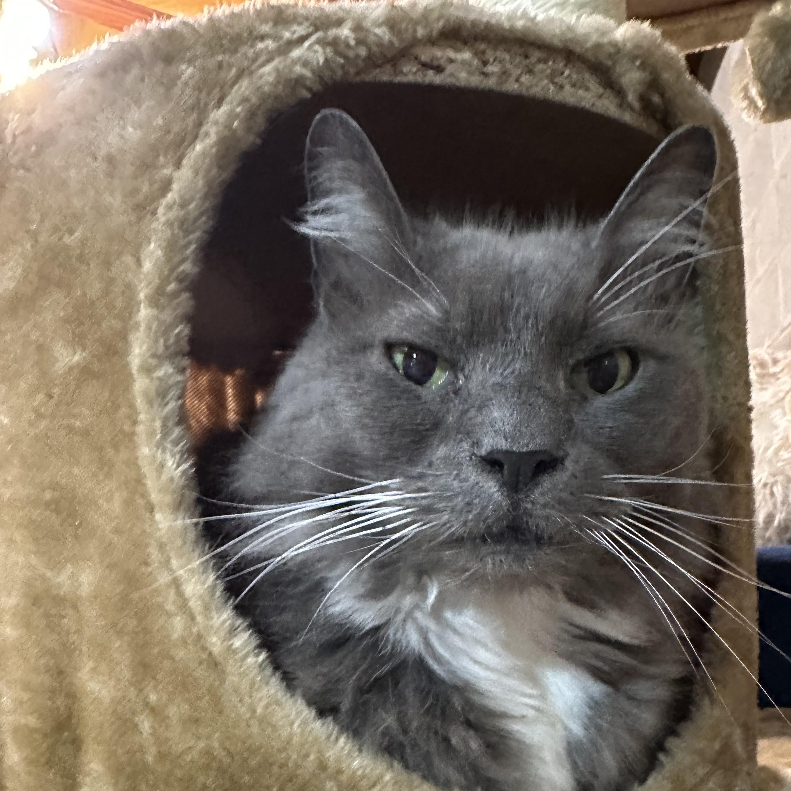 Tifa , a Adoptable Domestic Medium Hair in Scranton, PA image 2/5