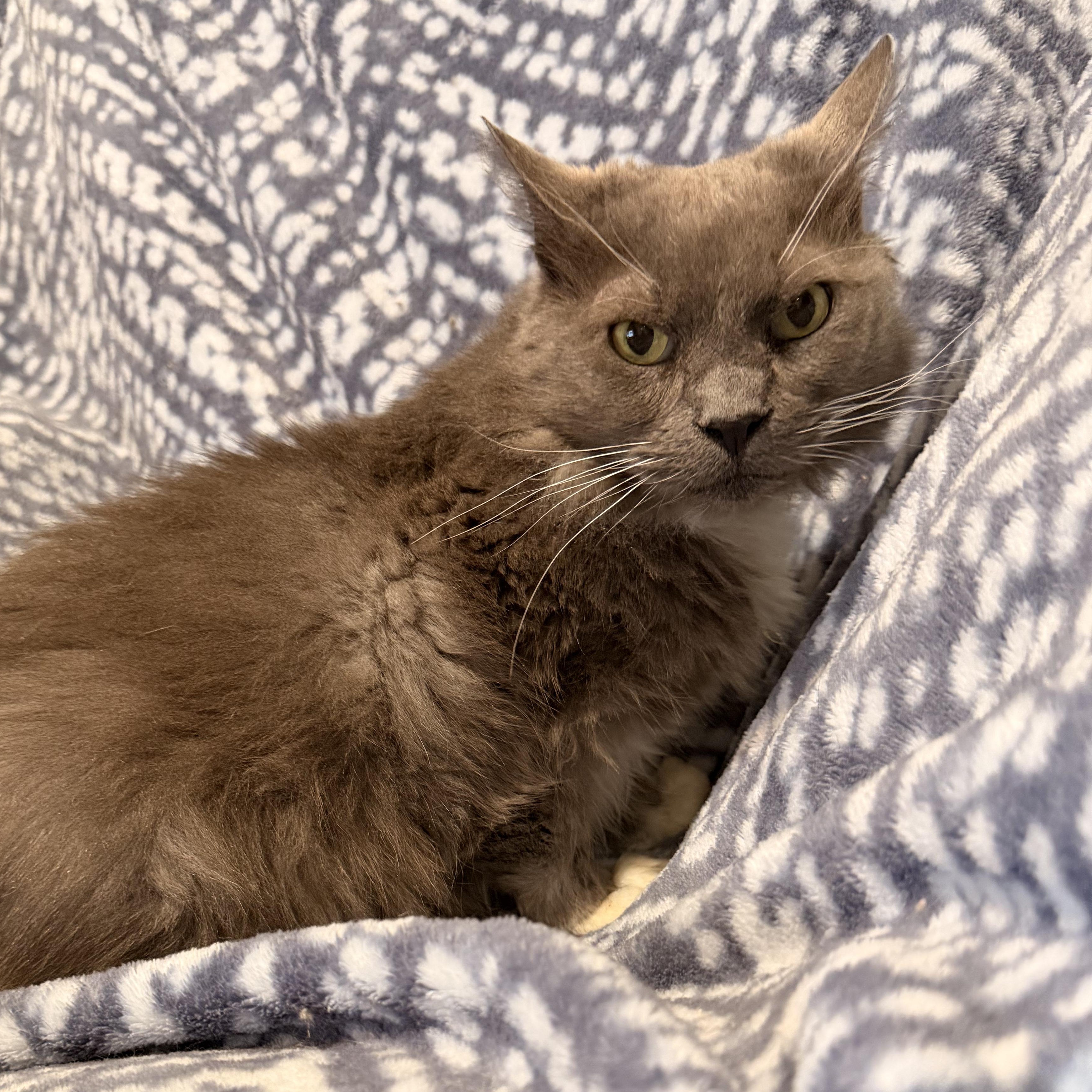 Tifa , a Adoptable Domestic Medium Hair in Scranton, PA image 4/4