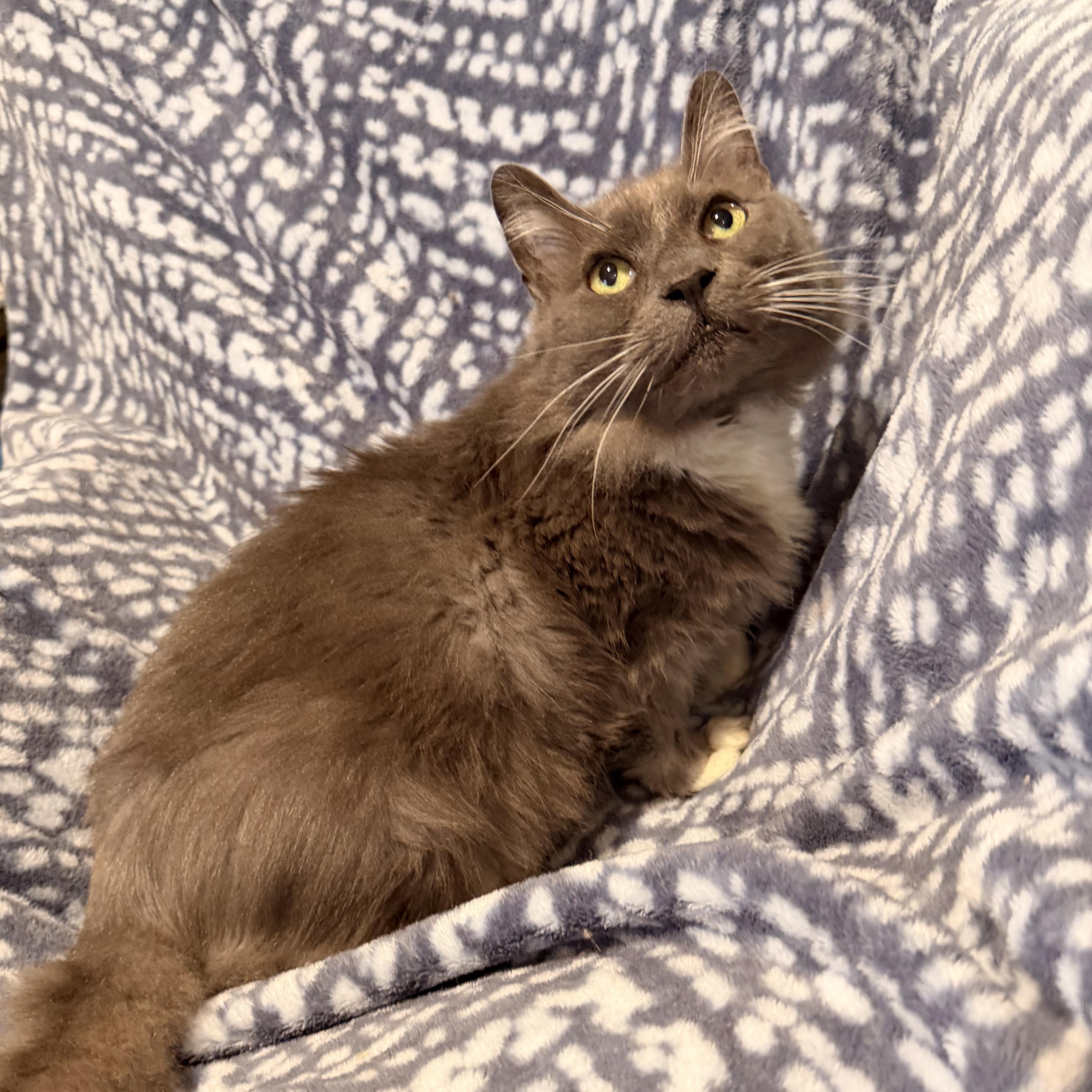 Tifa , a Adoptable Domestic Medium Hair in Scranton, PA image 3/4