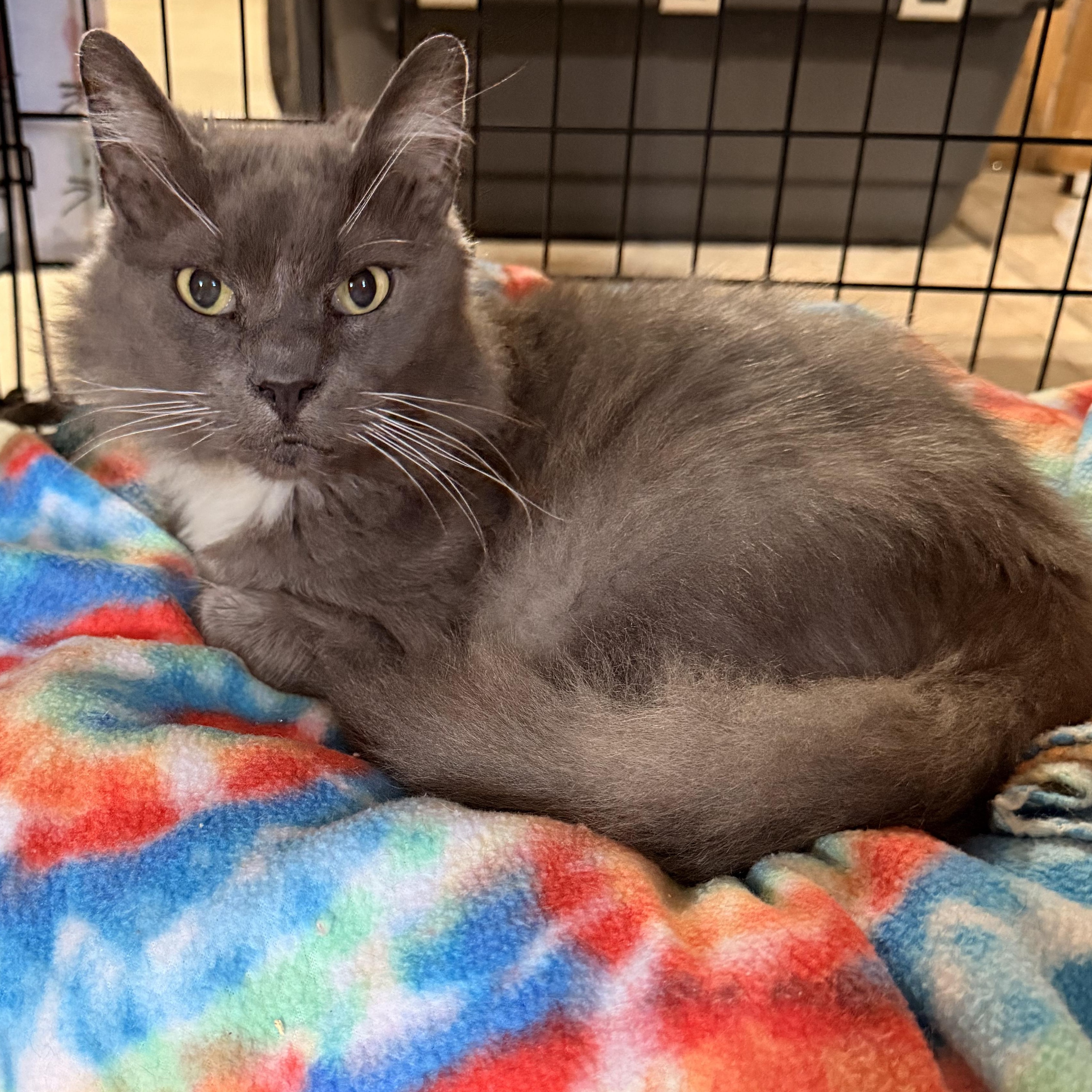 Tifa , a Adoptable Domestic Medium Hair in Scranton, PA image 2/4
