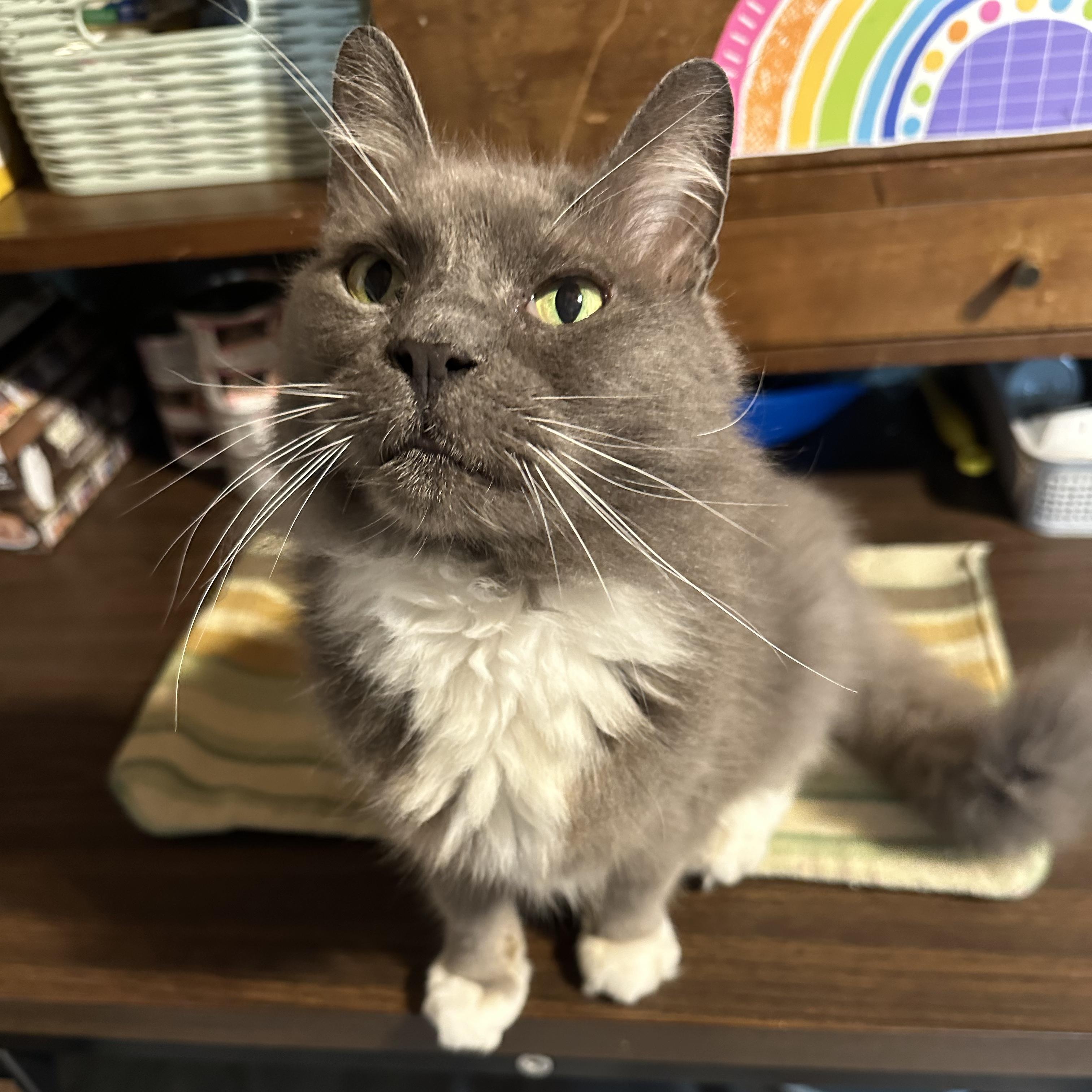 Tifa , Adoptable, Senior Female Domestic Medium Hair.