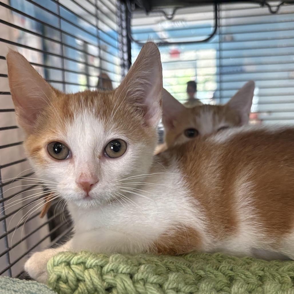 Enlarge Sunrise, a Adoptable Domestic Short Hair in Chesapeake, VA image 1/1