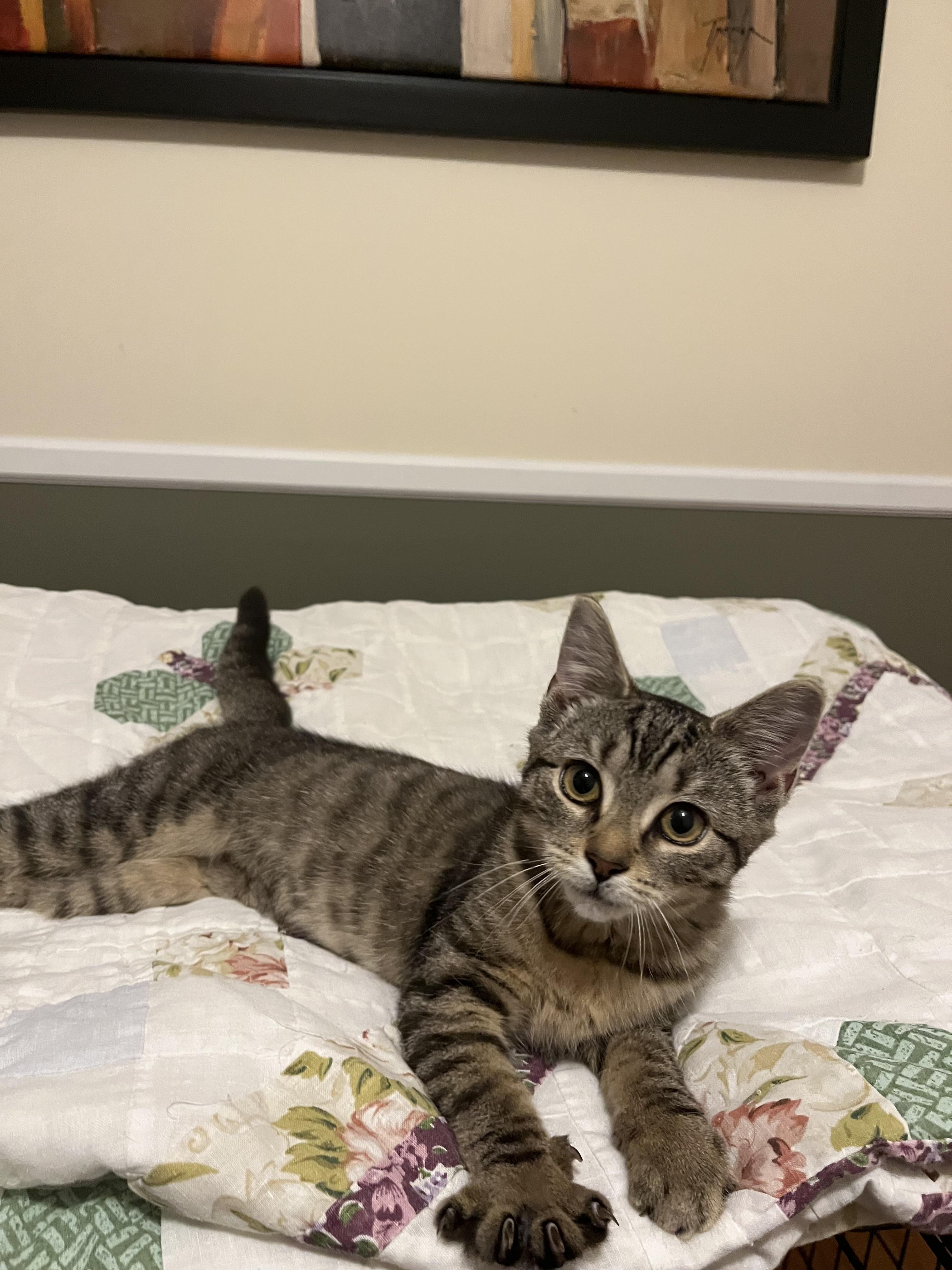 Flower, Adopted, Kitten Female Domestic Short Hair.