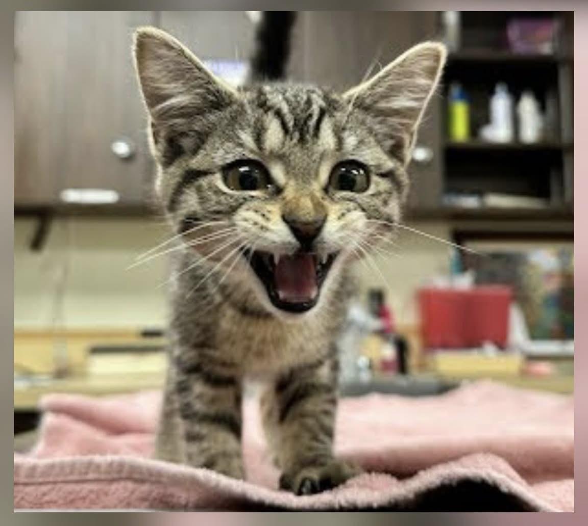 Enlarge Flower, a Adopted Domestic Short Hair in Cheshire, CT image 2/2