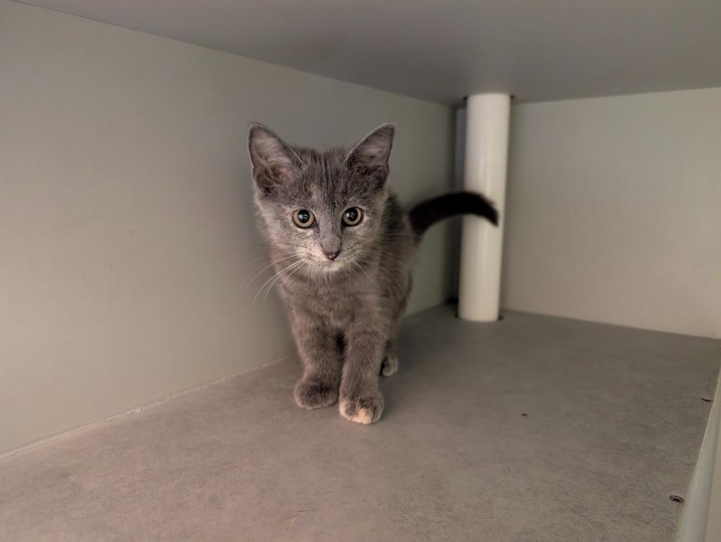 Slate, Adoptable, Kitten Female Domestic Short Hair.