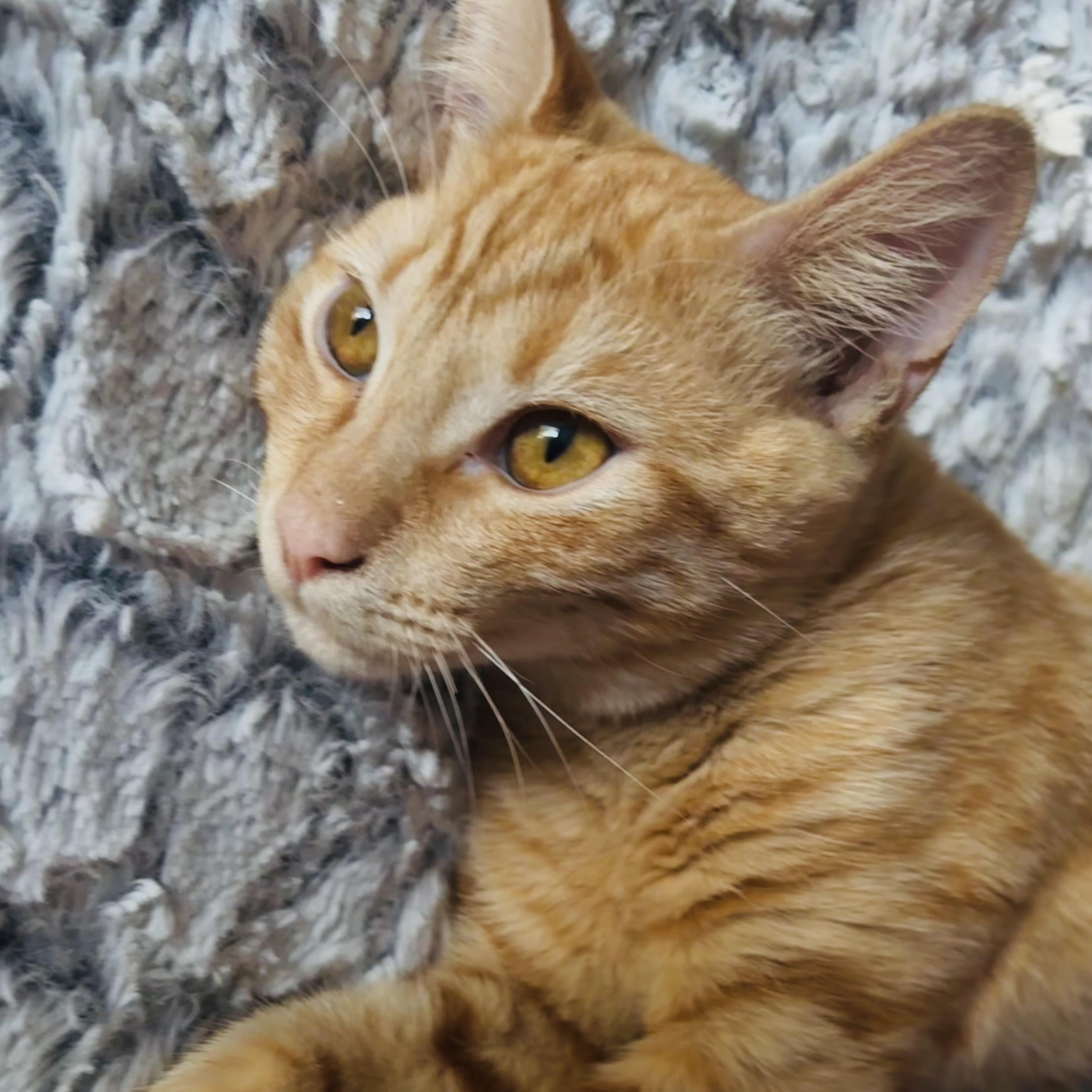 Enlarge Buzz Lightyear, a Adoptable Domestic Short Hair in Tampa, FL image 3/6