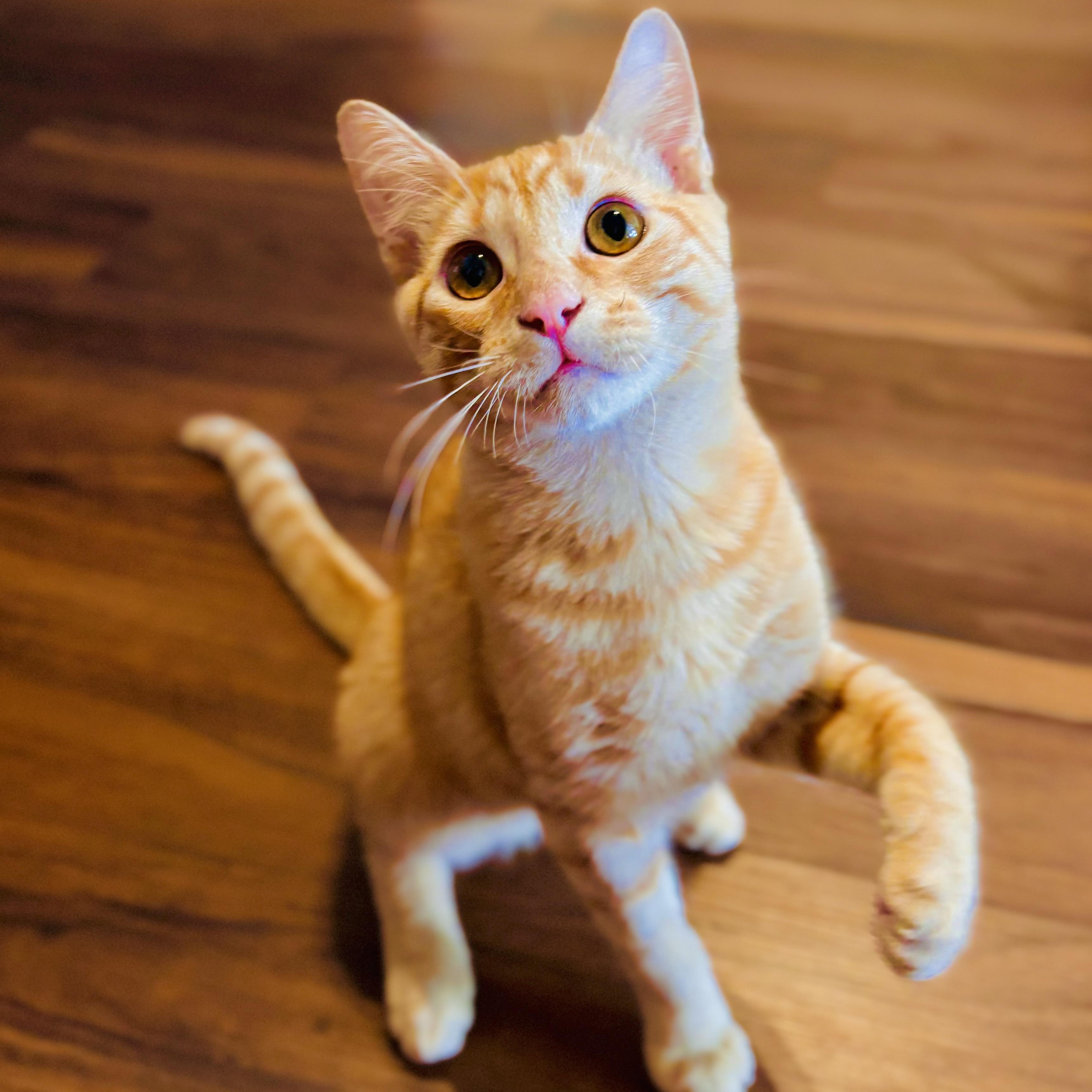 Buzz Lightyear, Adoptable, Kitten Male Domestic Short Hair.