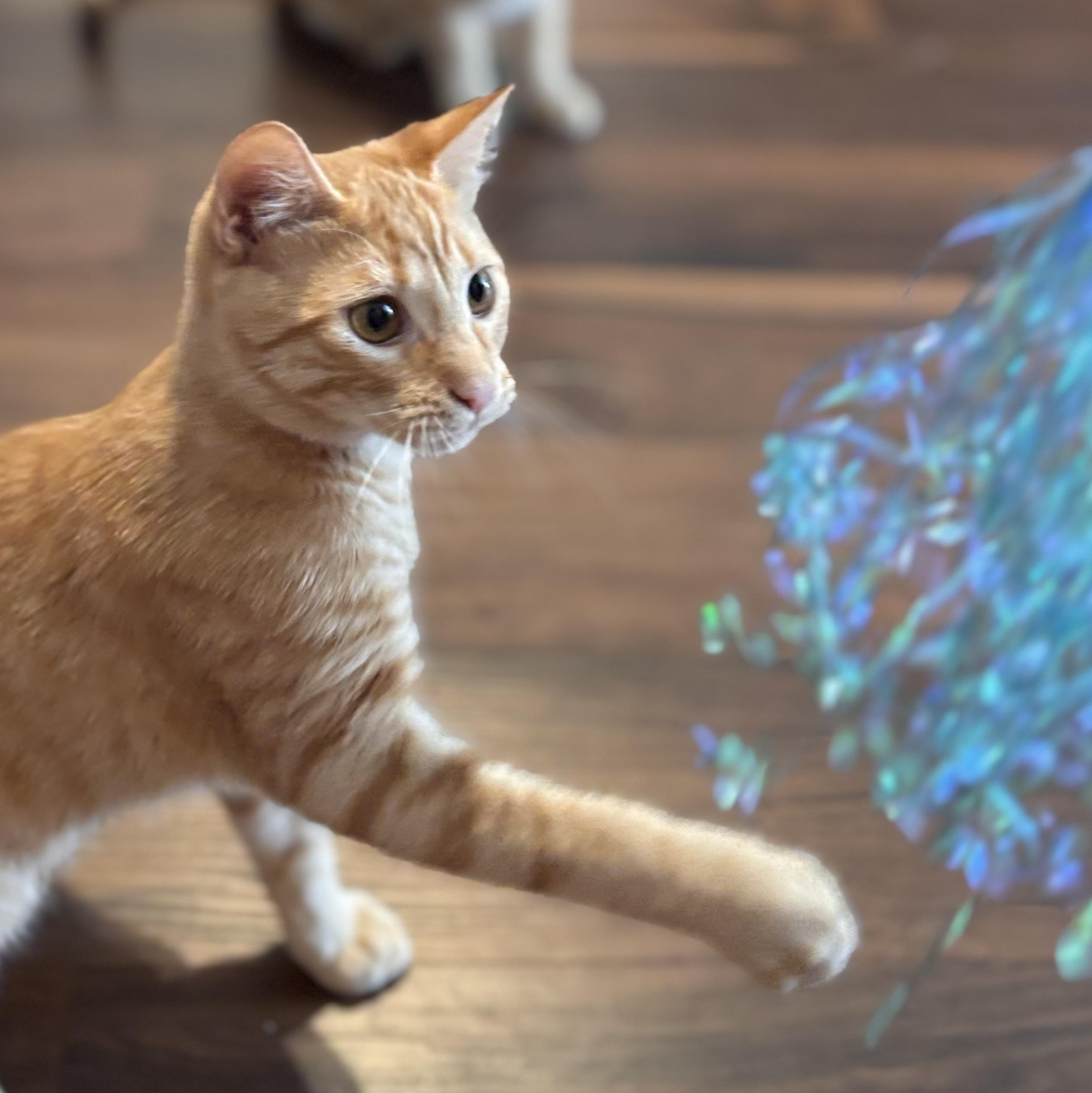 Enlarge Buzz Lightyear, a Adoptable Domestic Short Hair in Tampa, FL image 2/6