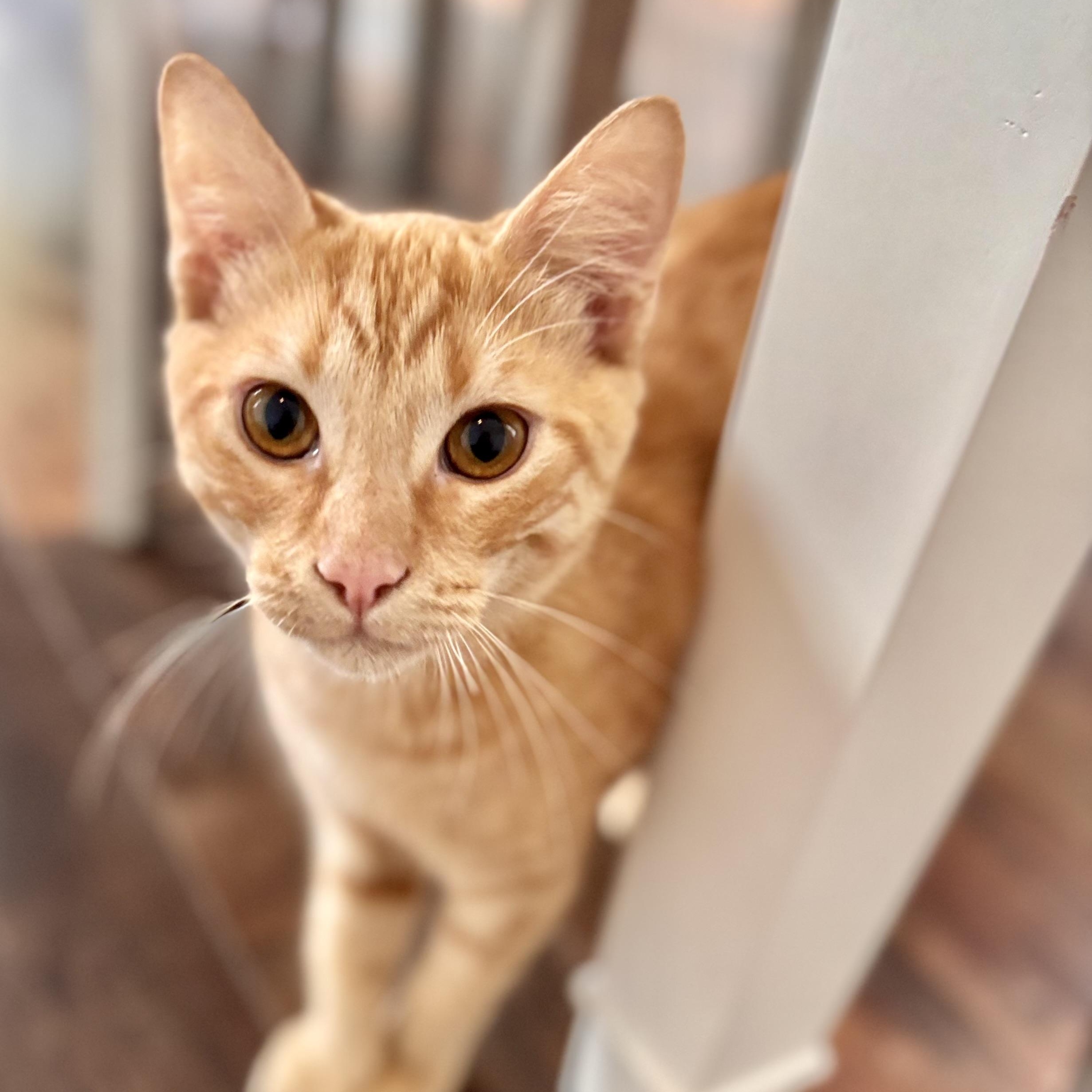 Enlarge Buzz Lightyear, a Adoptable Domestic Short Hair in Tampa, FL image 4/6