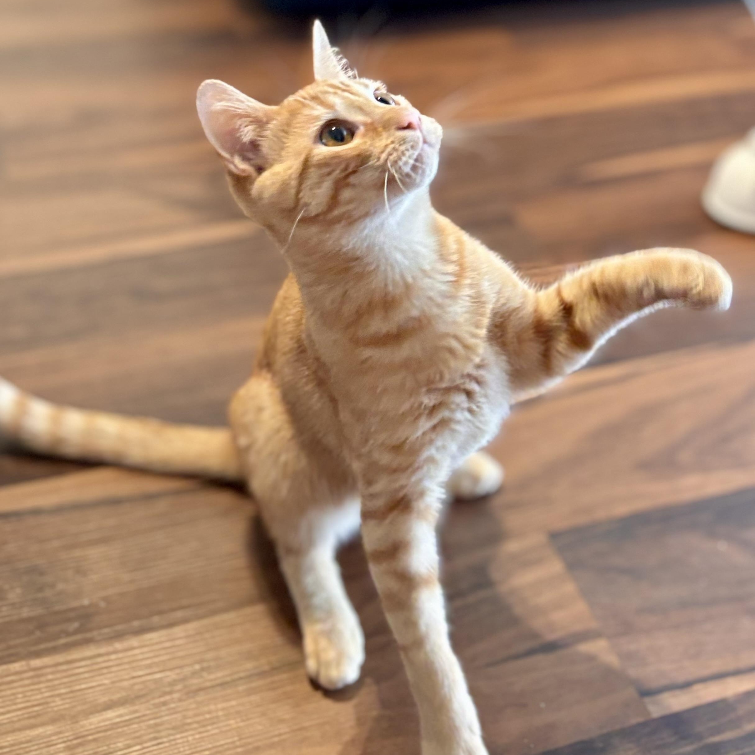 Enlarge Buzz Lightyear, a Adoptable Domestic Short Hair in Tampa, FL image 5/6