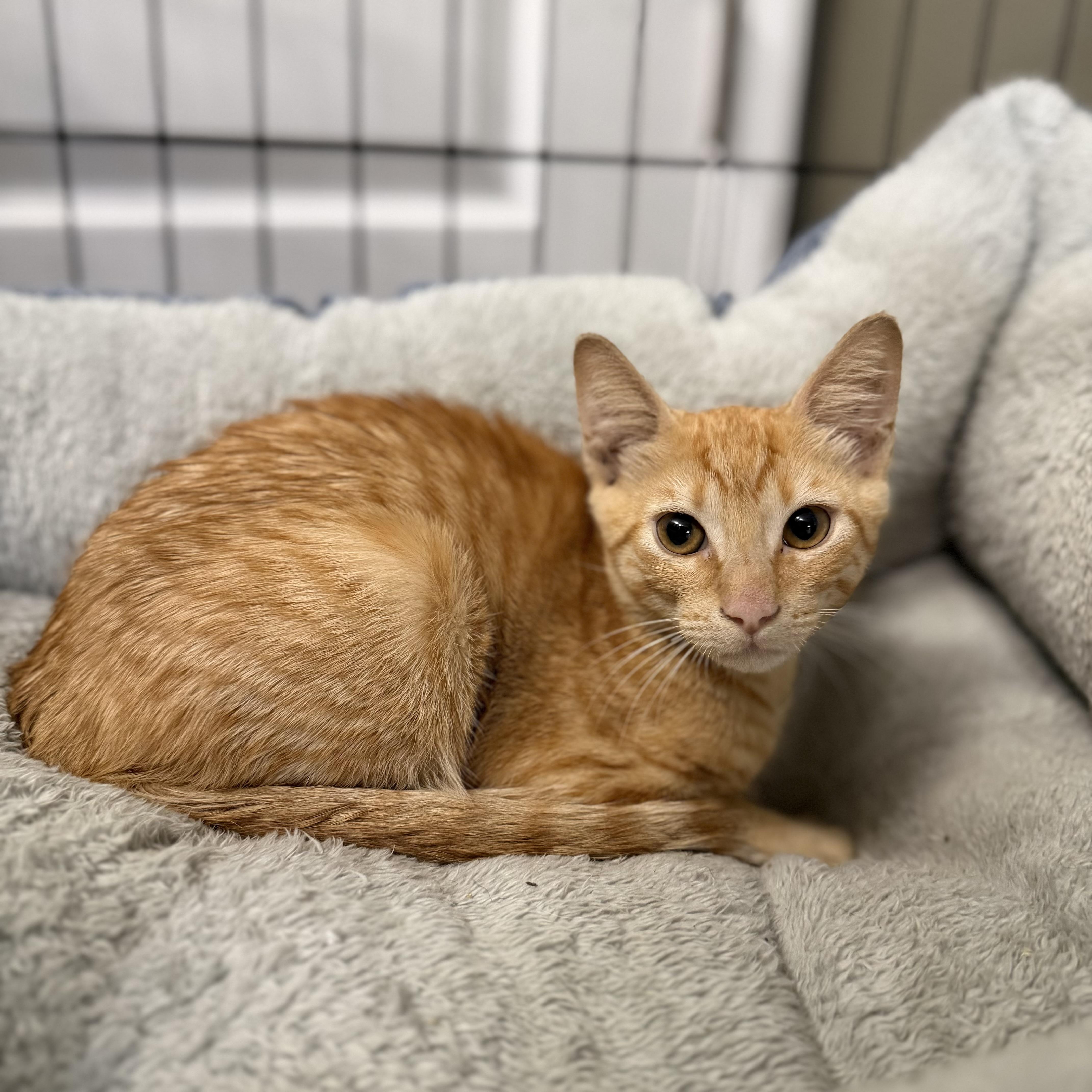 Enlarge Buzz Lightyear, a Adoptable Domestic Short Hair in Tampa, FL image 6/6
