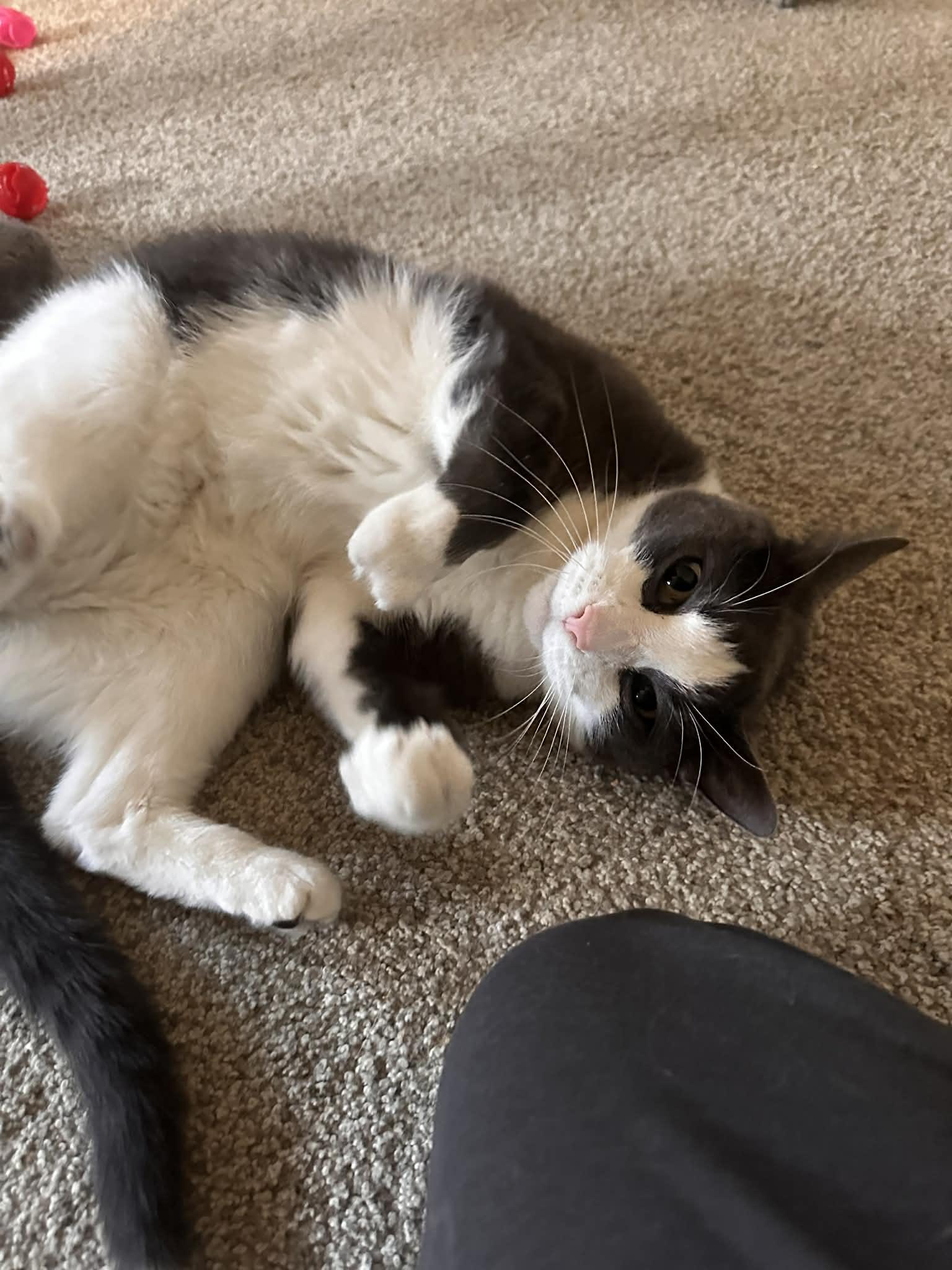 Enlarge Aiden, a Adoptable Domestic Short Hair in Cincinnati, OH image 1/3