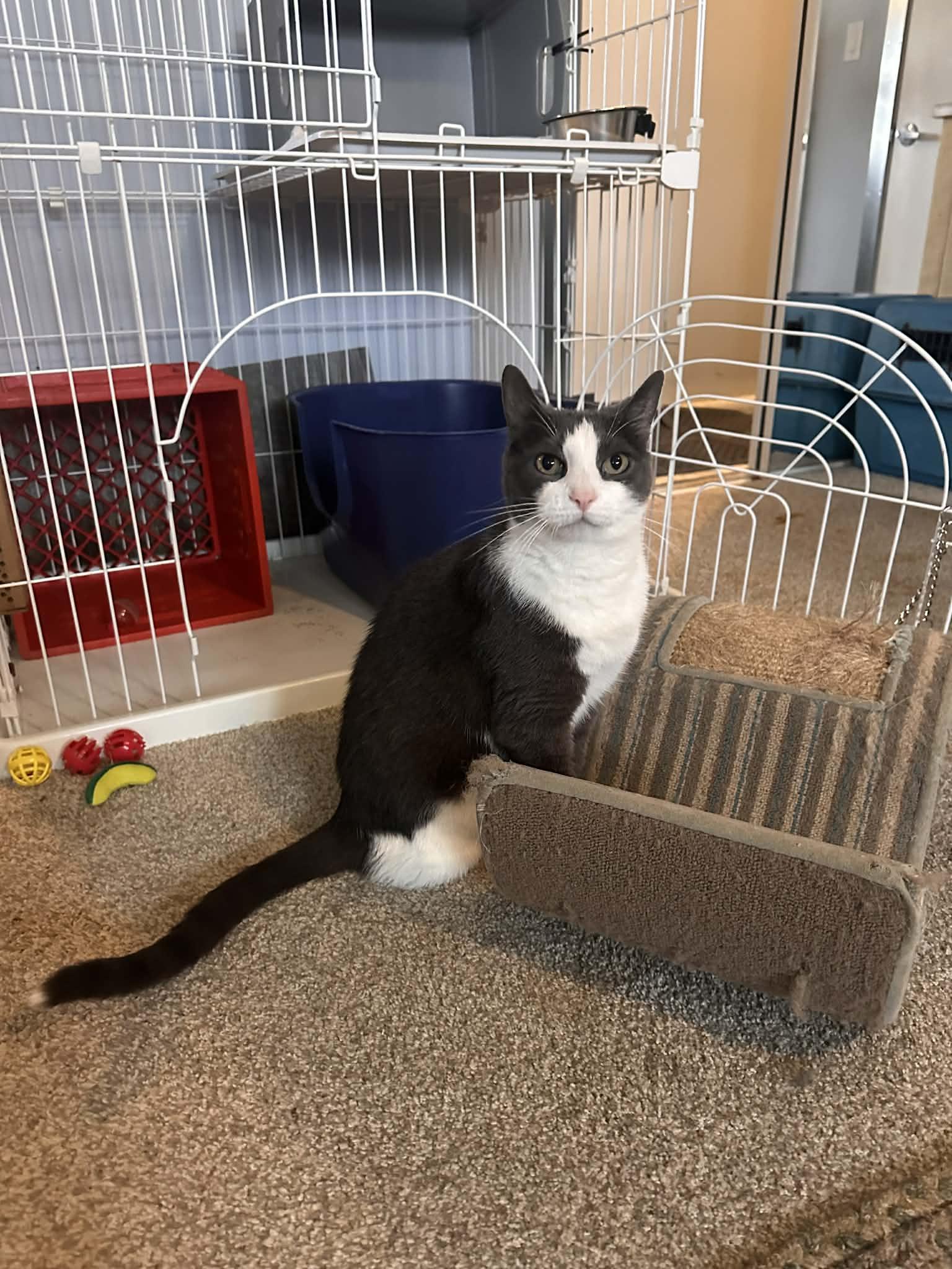 Enlarge Aiden, a Adoptable Domestic Short Hair in Cincinnati, OH image 2/3