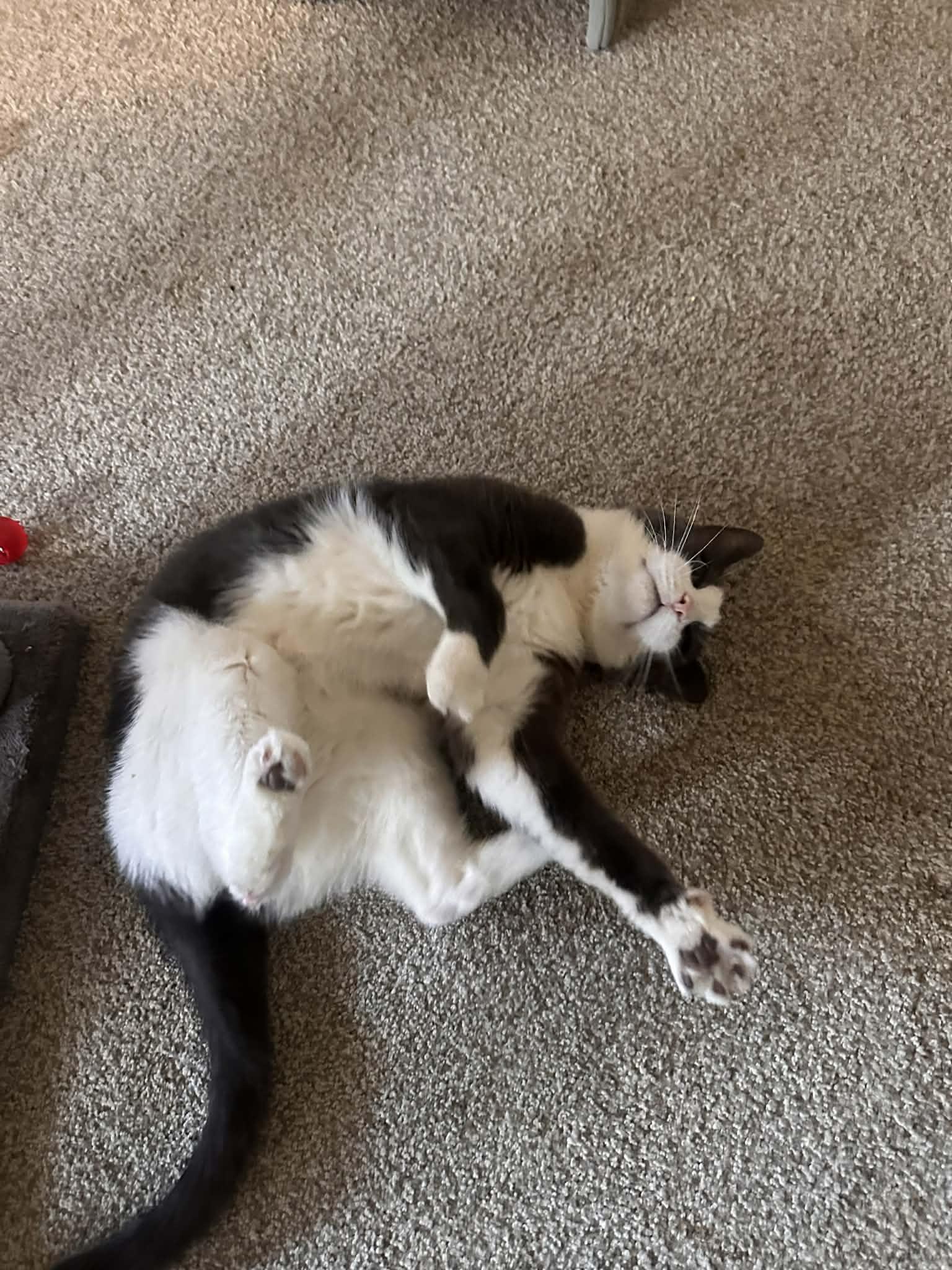 Enlarge Aiden, a Adoptable Domestic Short Hair in Cincinnati, OH image 2/3