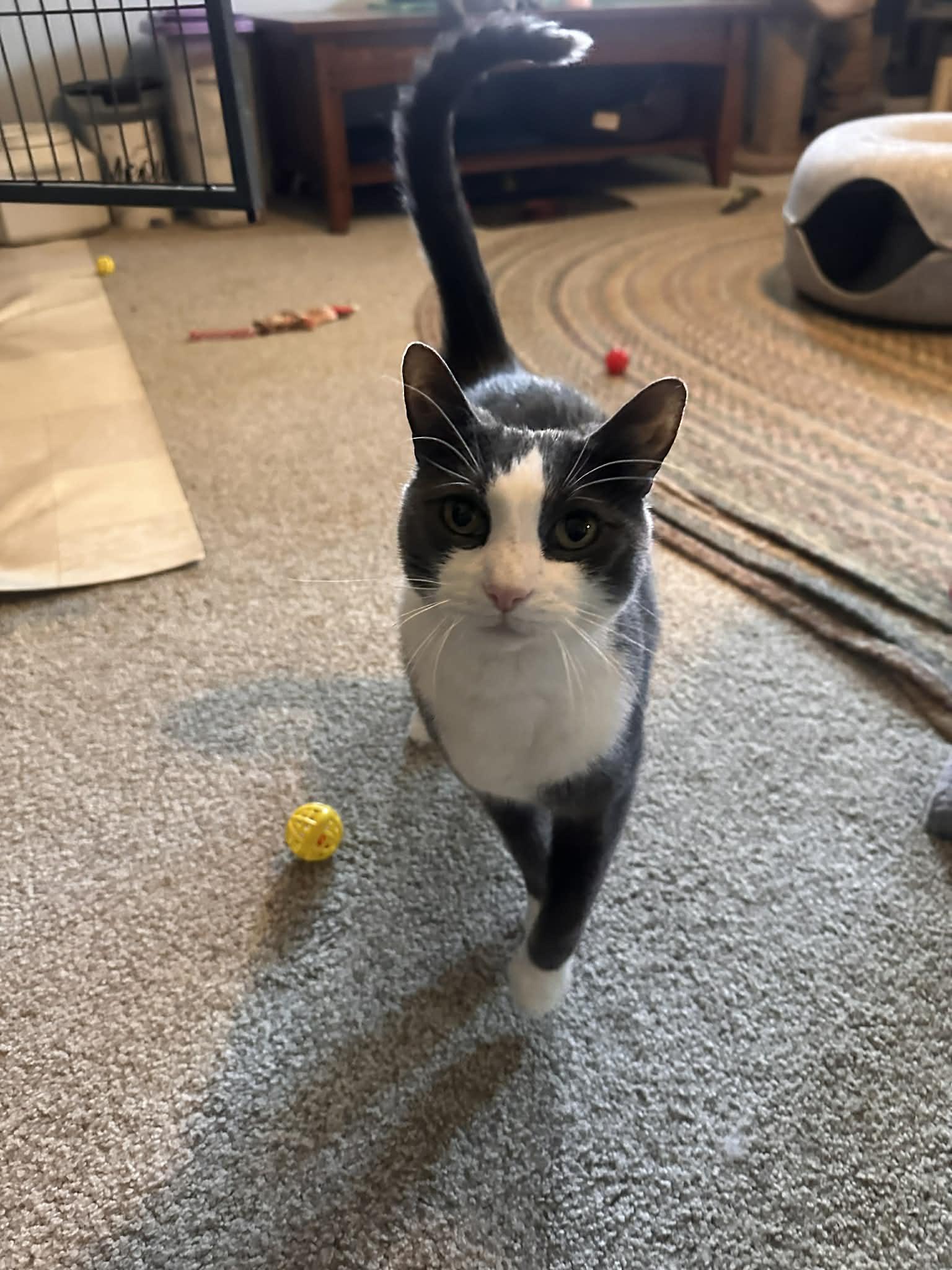 Enlarge Aiden, a Adoptable Domestic Short Hair in Cincinnati, OH image 3/3