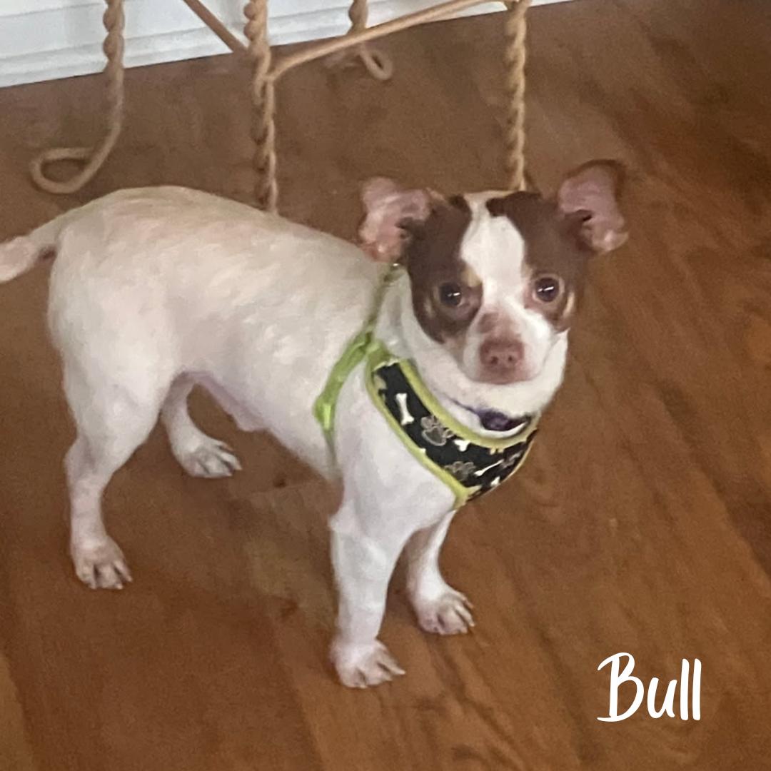 Enlarge Bull , a ADOPTABLE Chihuahua in Janesville, WI image 2/2