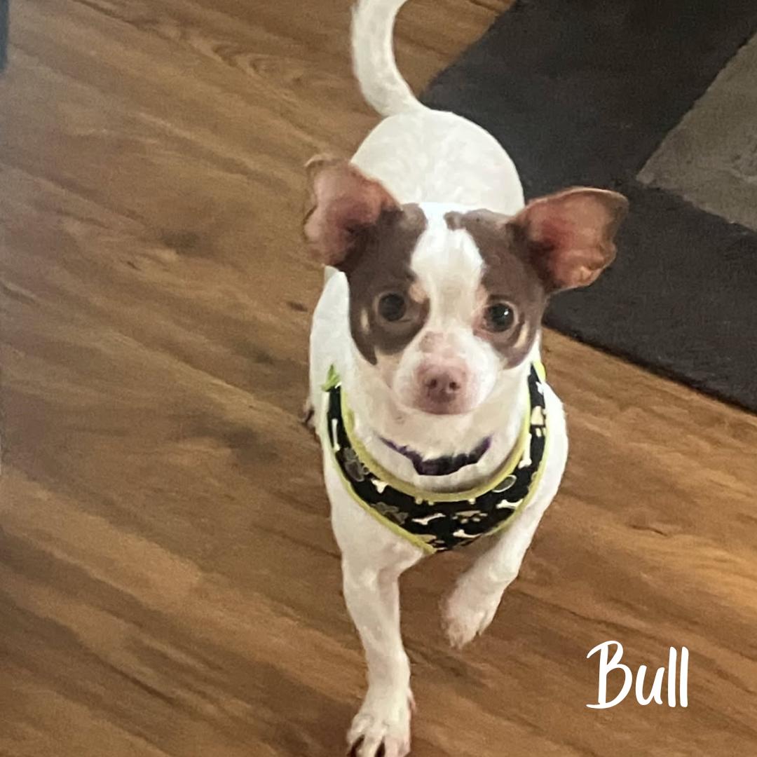 Bull , ADOPTABLE, Adult Male Chihuahua.