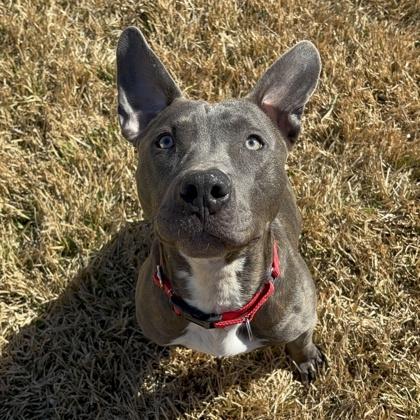 Luca, Adoptable, Adult Male Pit Bull Terrier & Mixed Breed.