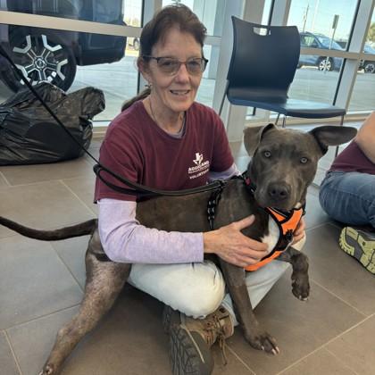 Luca, a Adoptable mixed breed in Bryan, TX image 2/3