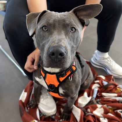 Luca, a Adoptable mixed breed in Bryan, TX image 3/3