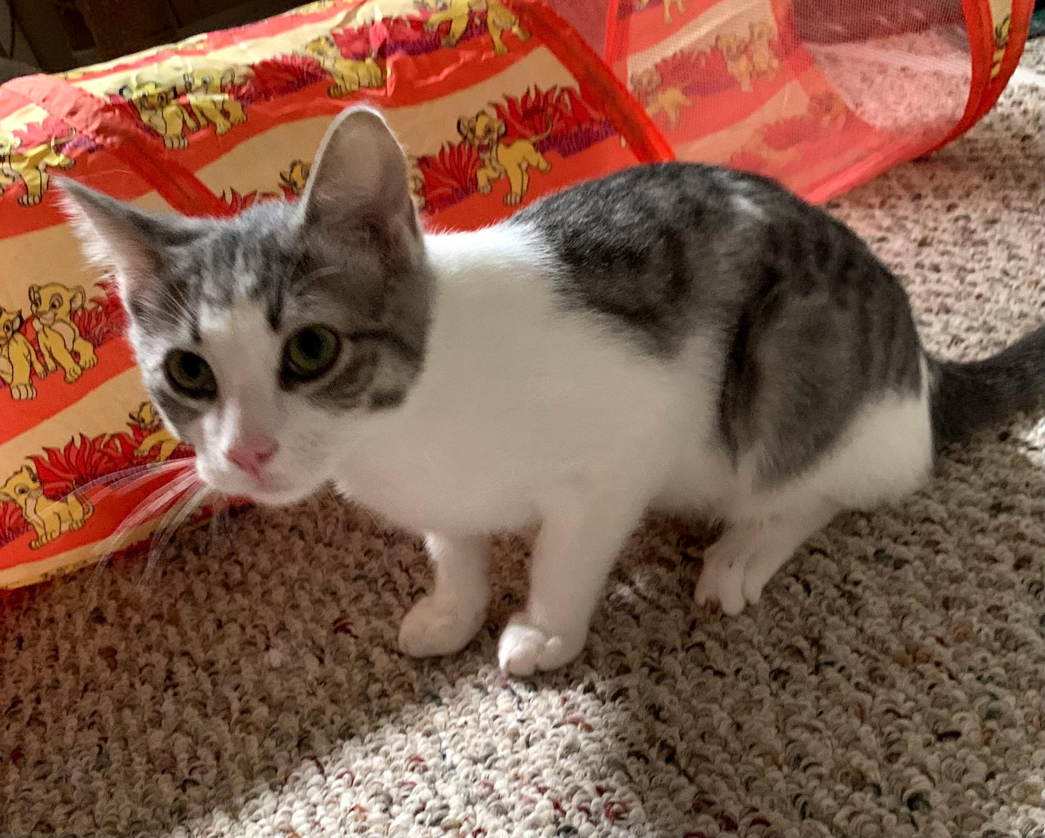 Enlarge Cedar, a ADOPTABLE Tabby in Claresholm, AB image 1/1