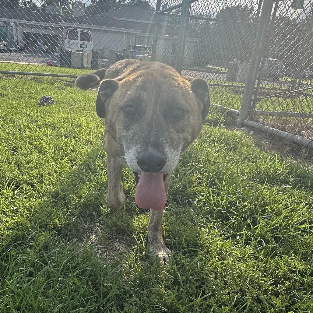 Dodobird, Adoptable, Senior Male Mixed Breed.