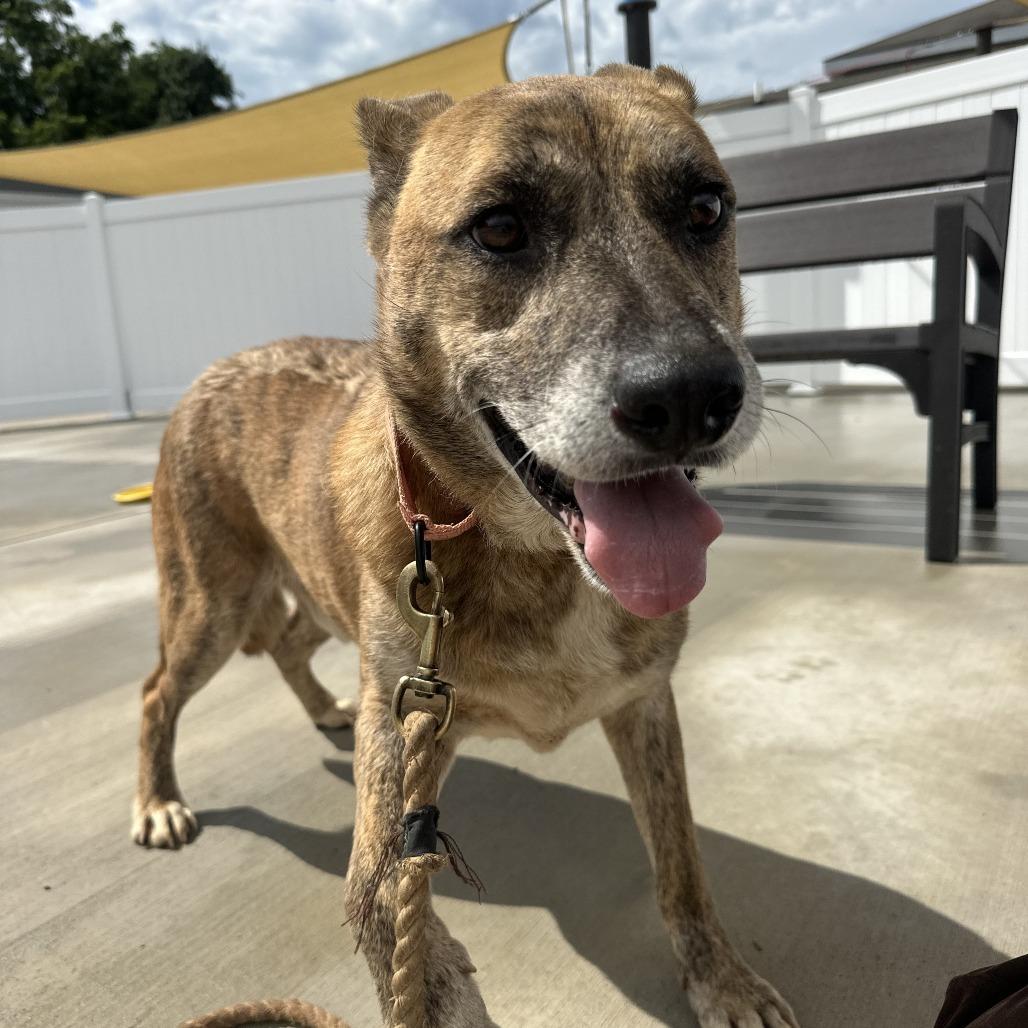 Enlarge Dodobird, a Adoptable Mixed Breed in Harrisonburg, VA image 2/6